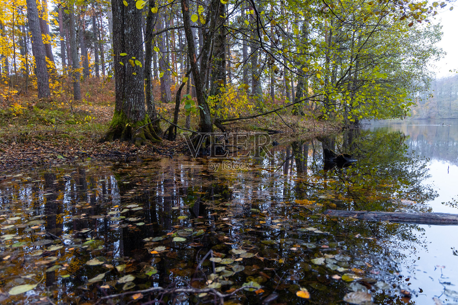 拉脱维亚阴天湖边美丽的秋季风景，岸边五彩斑斓的树木。照片摄影图片