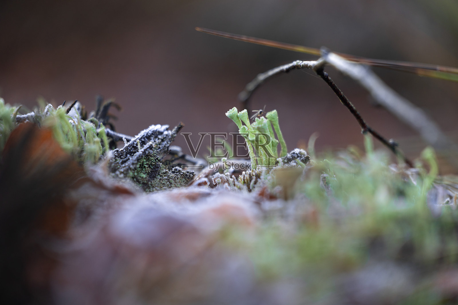 拉脱维亚湿地的秋季早晨景色中，生长着美丽的小地衣。照片摄影图片