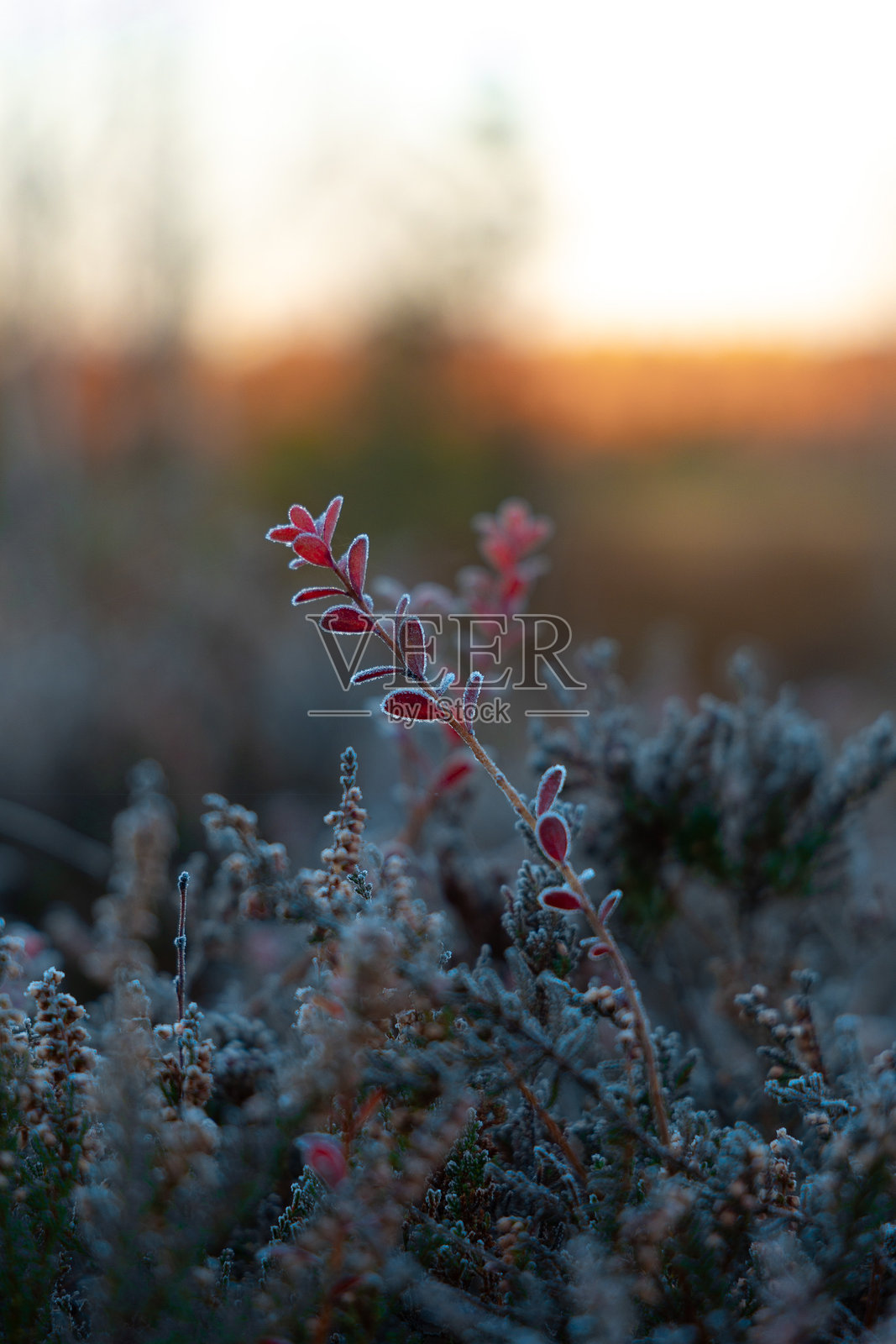 拉脱维亚沼泽中，霜冻的秋日晨曦下美丽的野生蓝莓植物。照片摄影图片