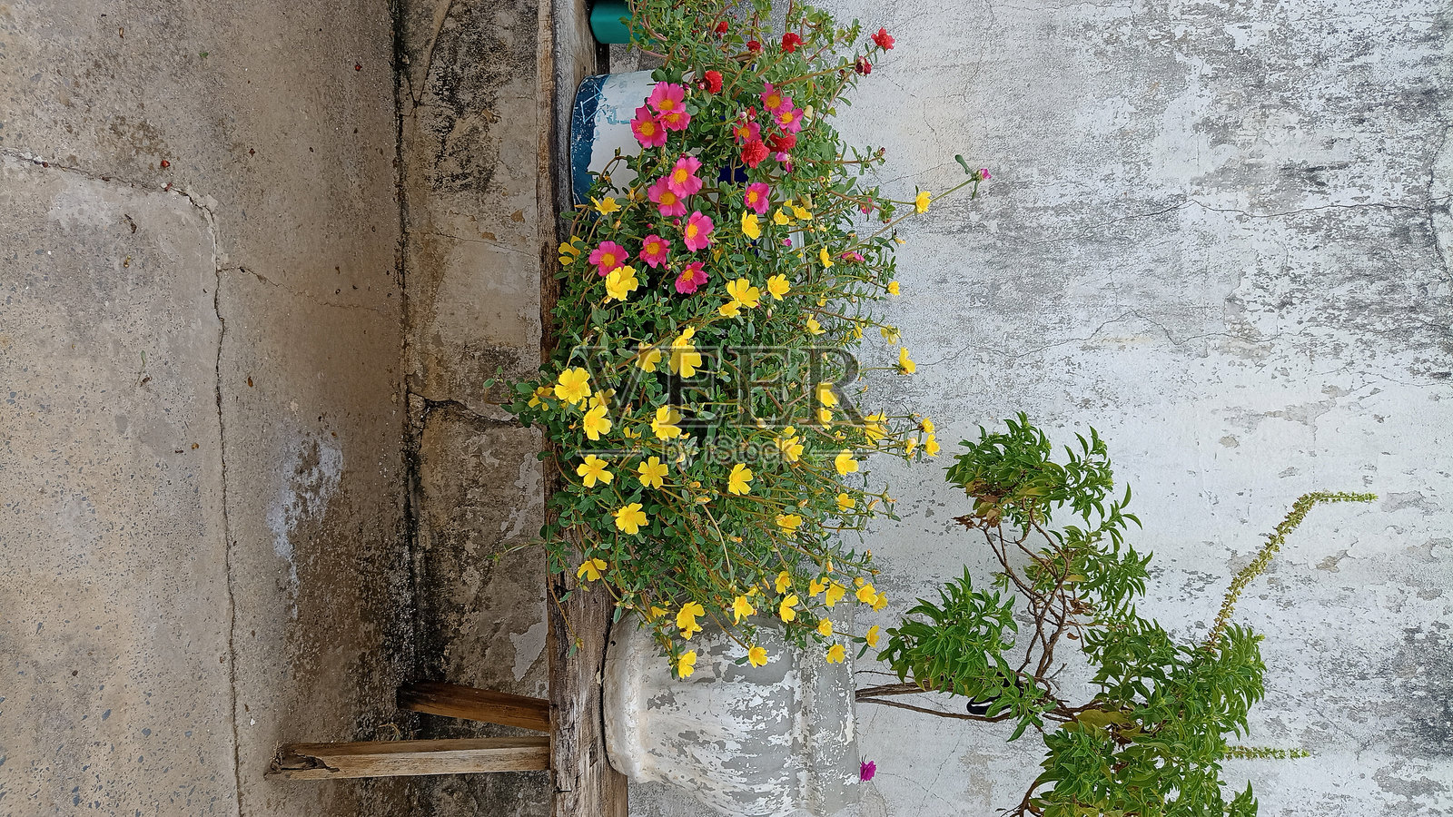 黄色和红色的花朵照片摄影图片