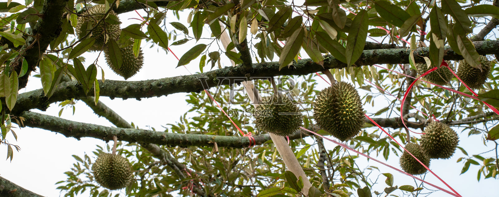 榴莲，亚洲的水果之王，榴莲树上的榴莲果。照片摄影图片