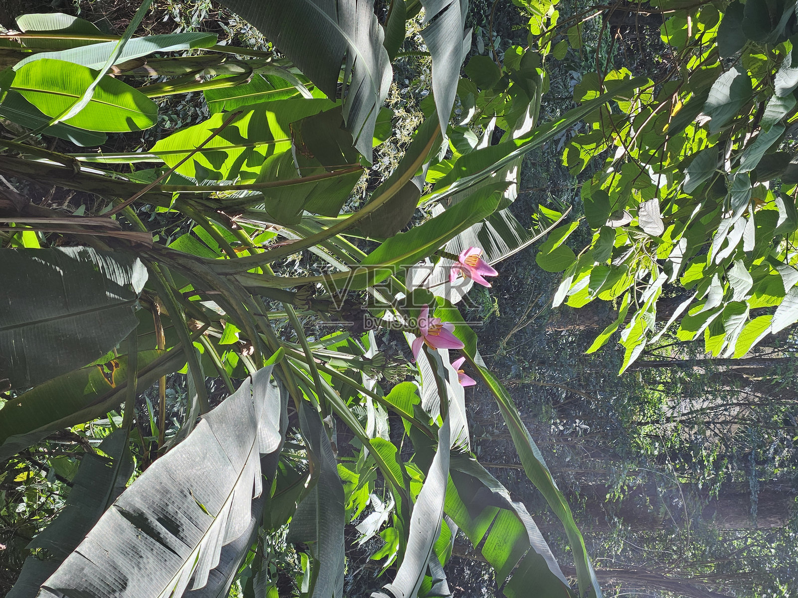 香蕉花照片摄影图片