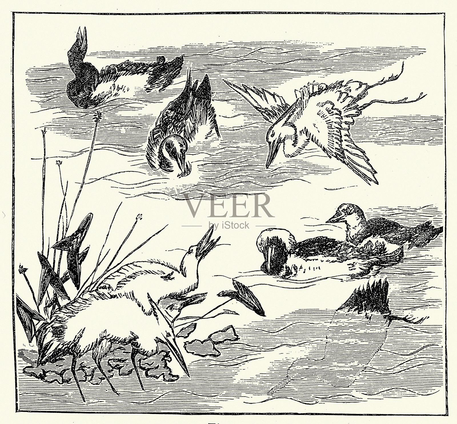 日本艺术，鸟类，鹤和鸭，维多利亚艺术，19世纪1870年代照片摄影图片