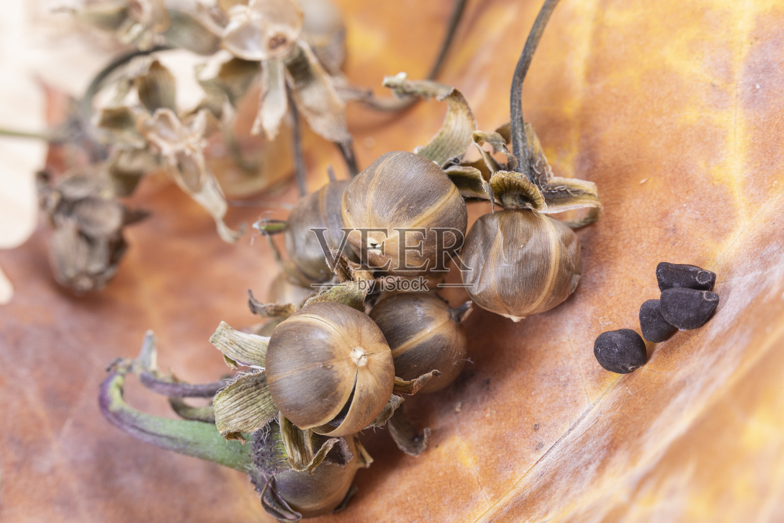 牵牛花种子的特写（紫花牵牛），花瓣上令人惊叹的粉紫色彩照片摄影图片