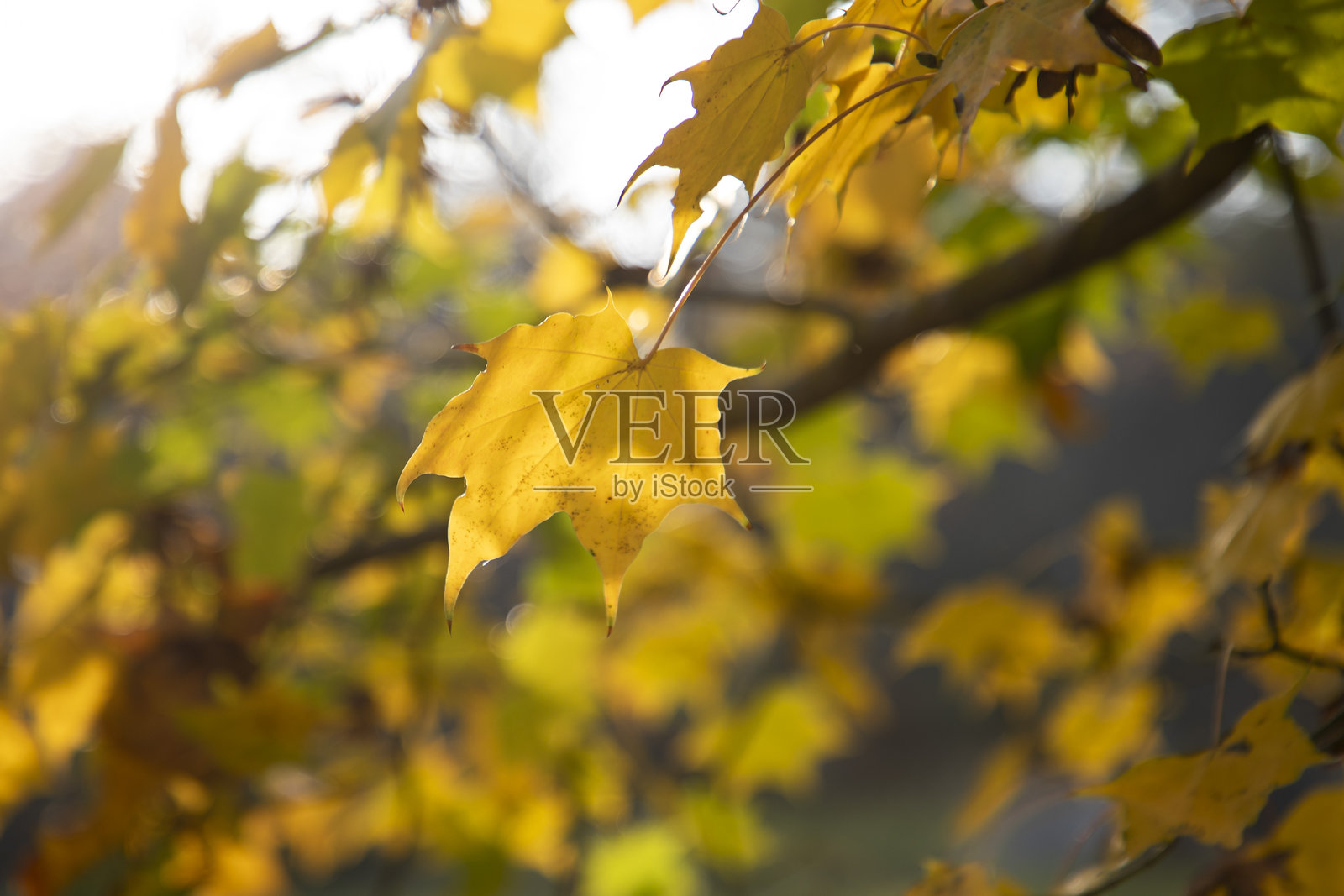 公园里装点着秋季色彩的树木照片摄影图片