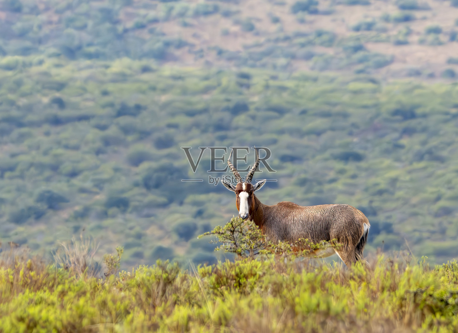 南非野生动物保护区中的布莱斯博克。照片摄影图片