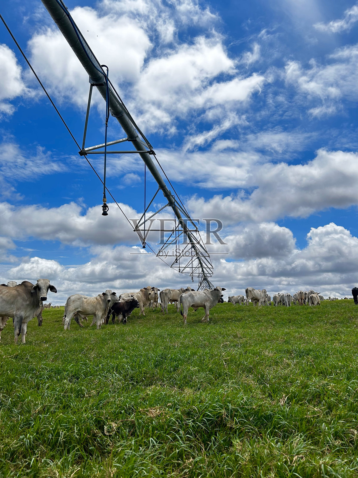 热带气候下的牛肉养殖灌溉系统，施用高肥料以提高产量照片摄影图片
