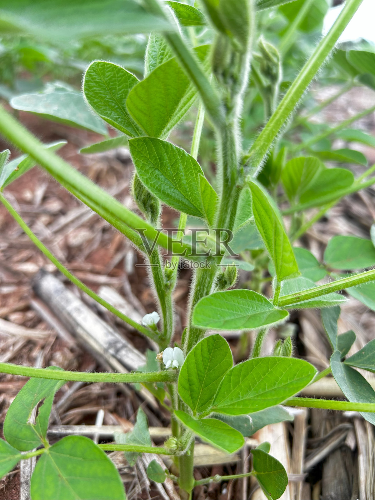 大豆植物叶子的不同方面细节。农作物大豆照片摄影图片
