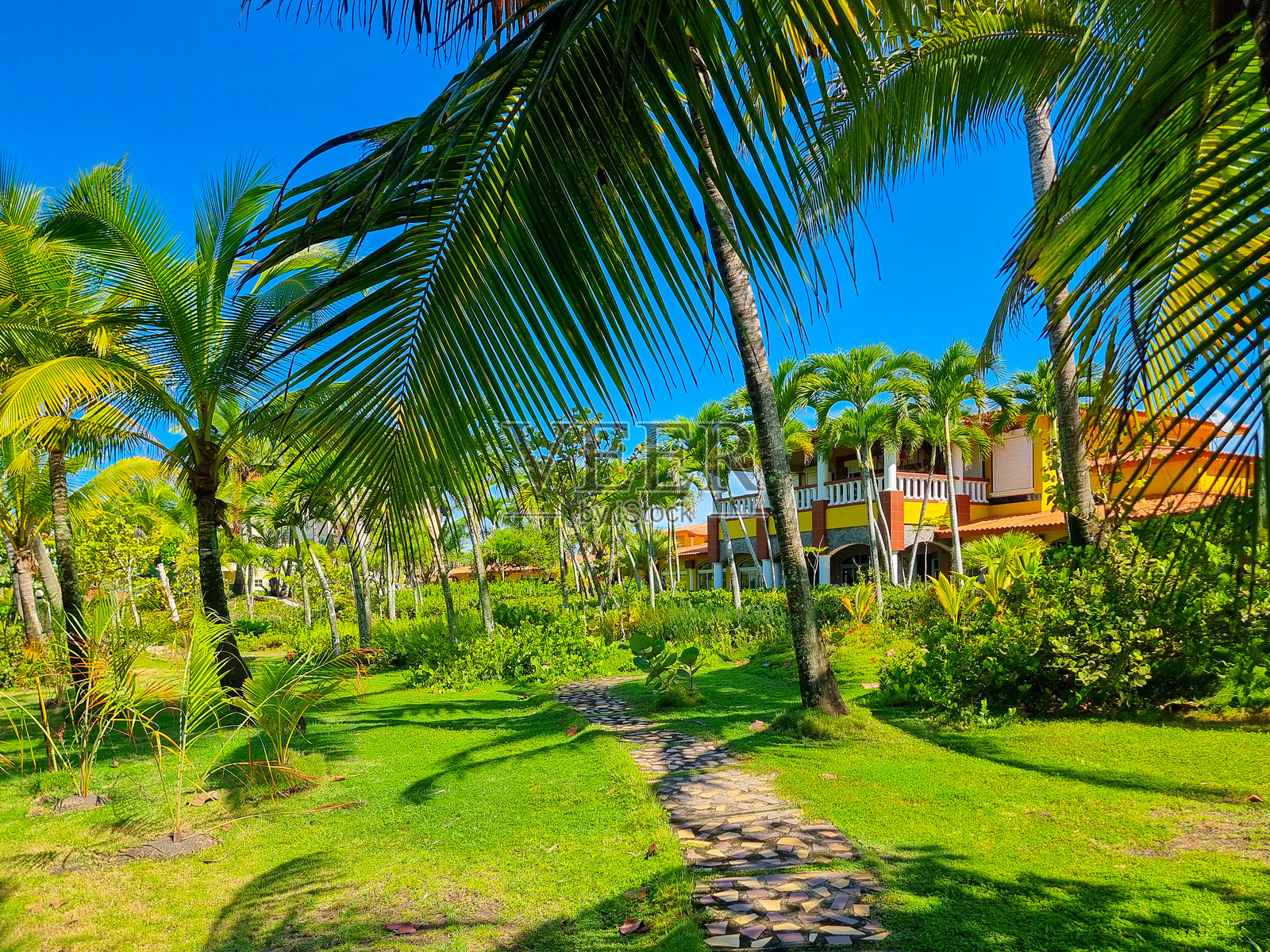 巴尔奎塔海滩的棕榈树林小径，巴拿马，大卫照片摄影图片