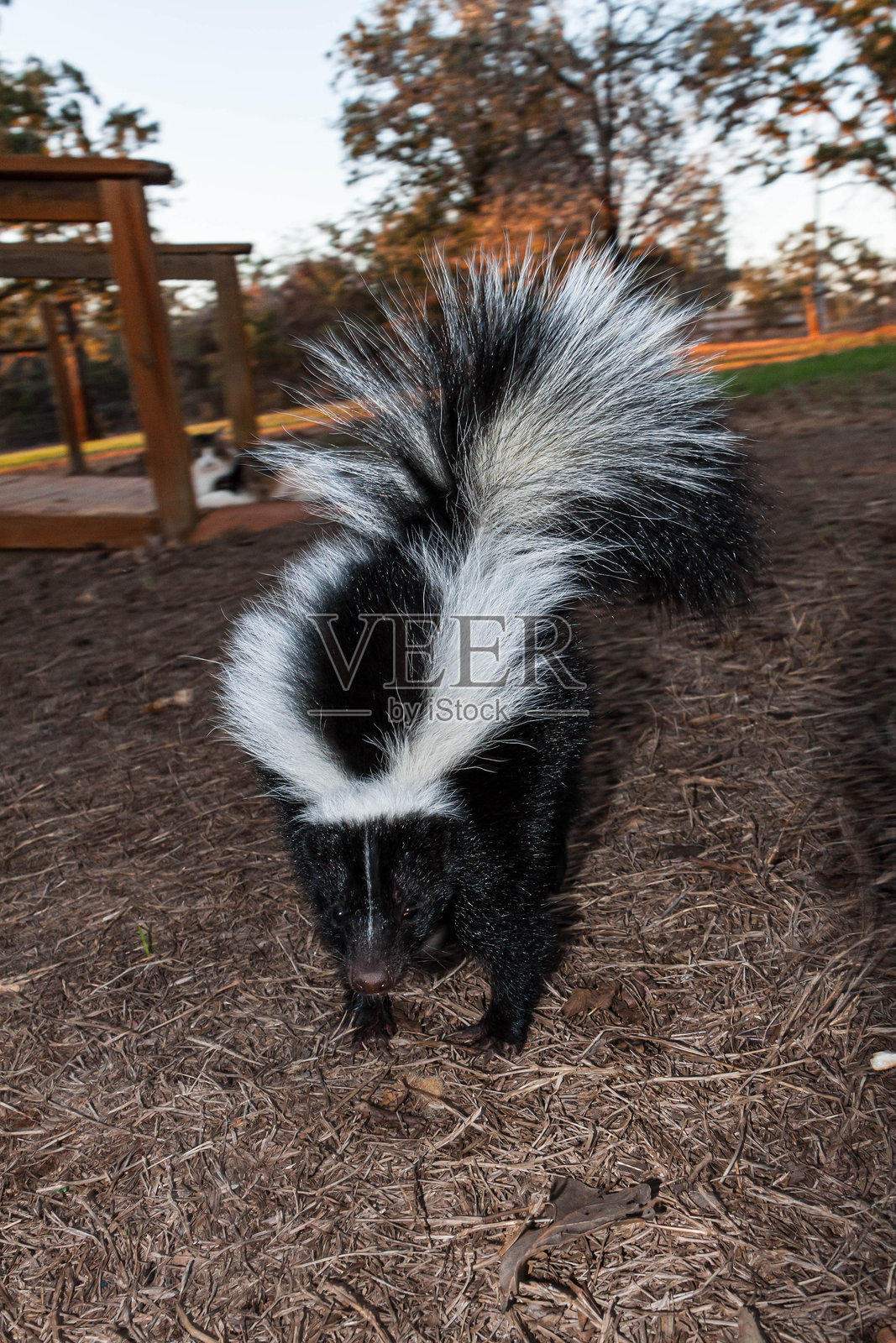 条纹臭鼬在野生动物牧场照片摄影图片