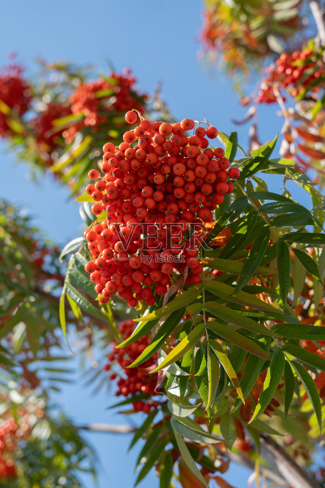 照片，山楂，鲜艳，红色，浆果，背景，绿色，叶子，细长，可能，属于， Rowan 树，知名，山，属，聚焦，图像，前景照片摄影图片