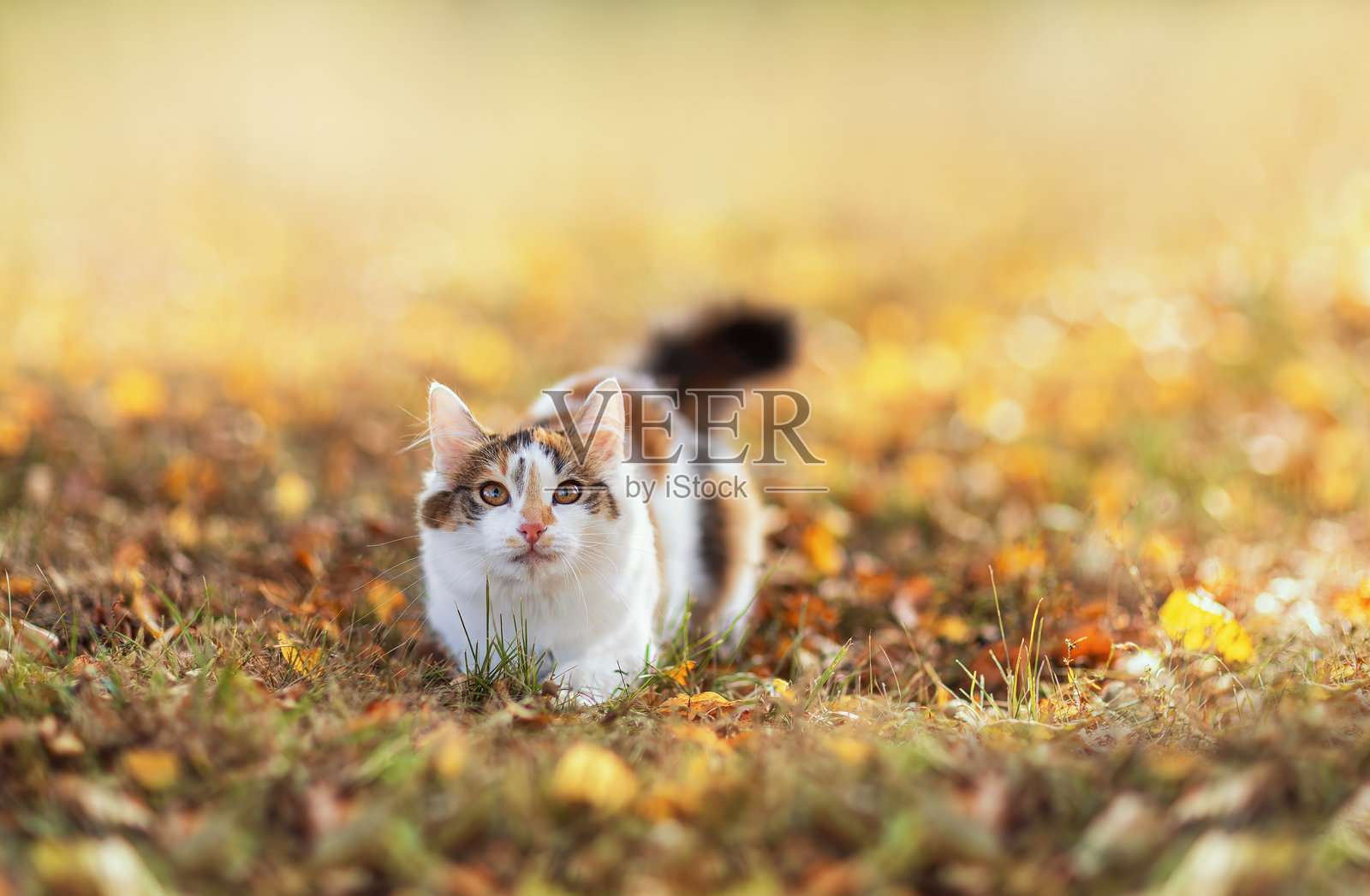 可爱的猫咪在阳光明媚的秋天花园里，躺在金色的落叶中。照片摄影图片