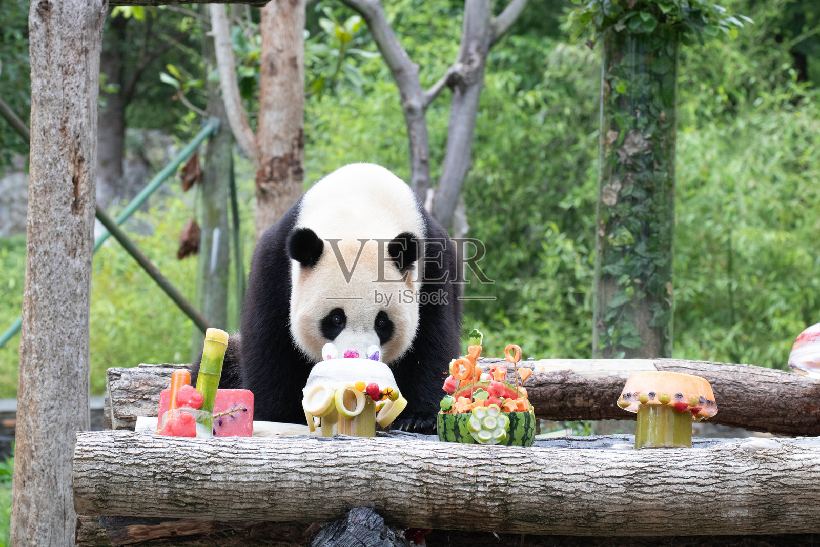 特写大熊猫，小奇迹，卧龙大熊猫基地，中国照片摄影图片