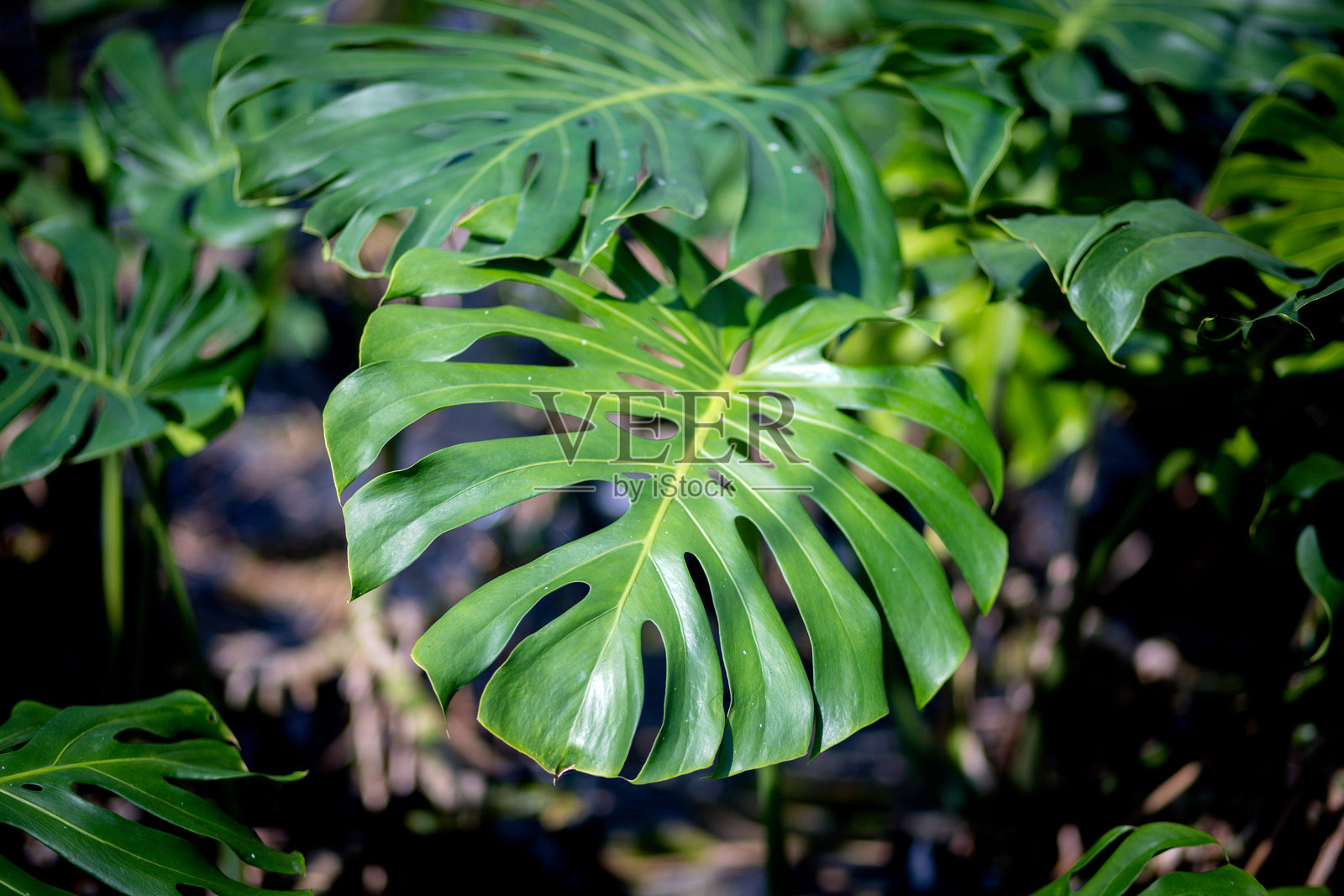 monstera叶子照片摄影图片