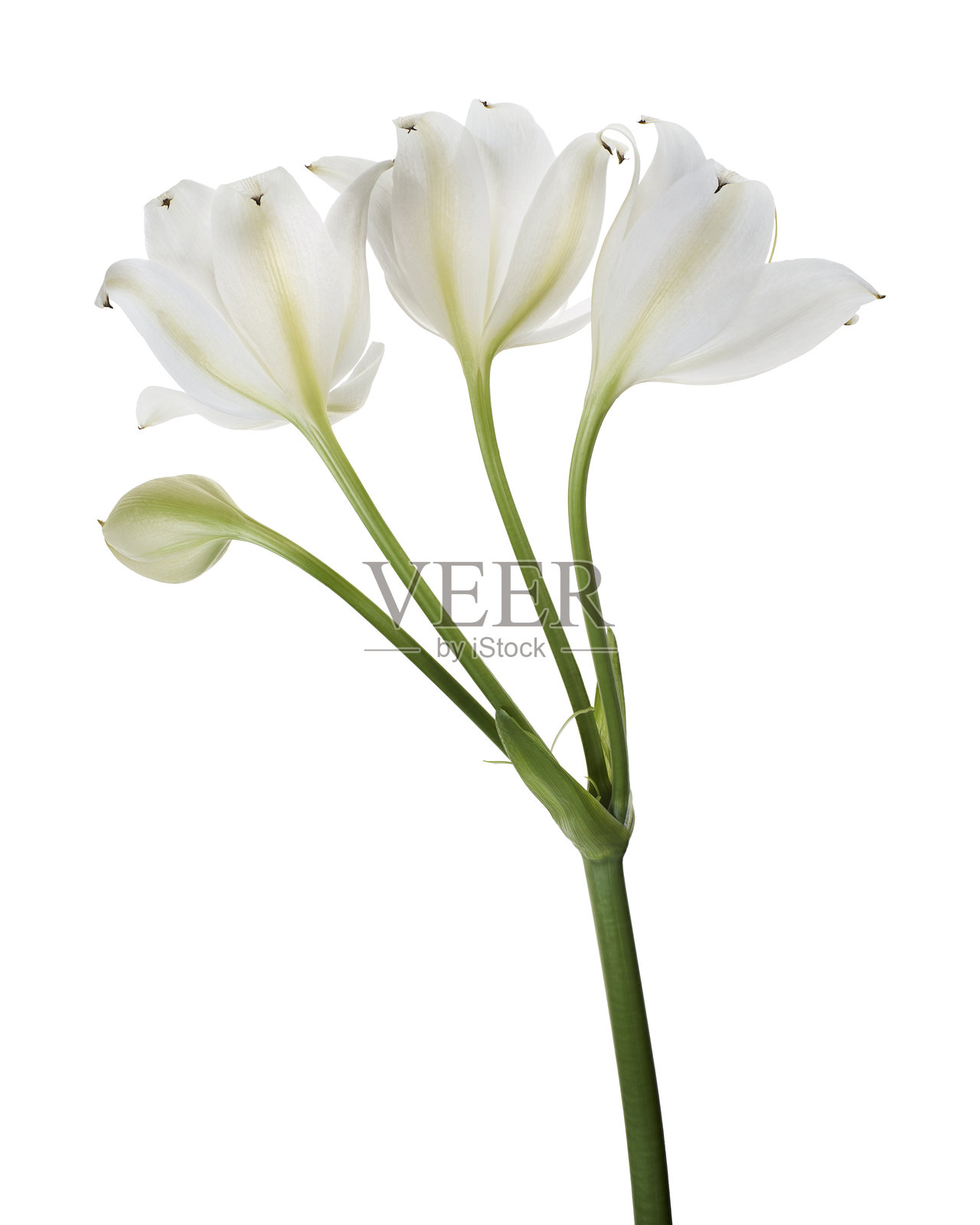 莫雷水葱花，纳塔尔百合，白百合，孤立在白色背景上照片摄影图片