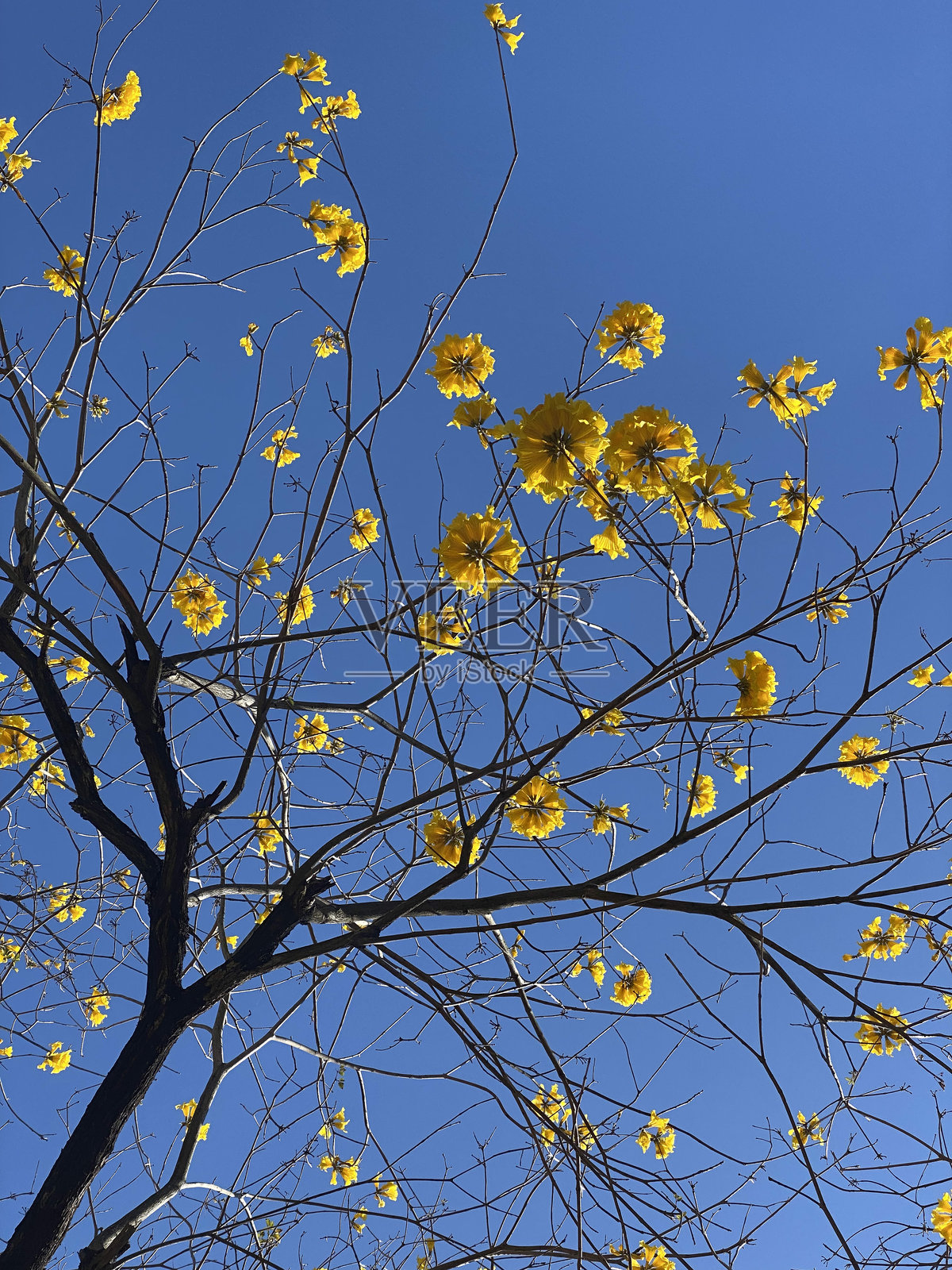 香港:晴空下的金色喇叭树照片摄影图片