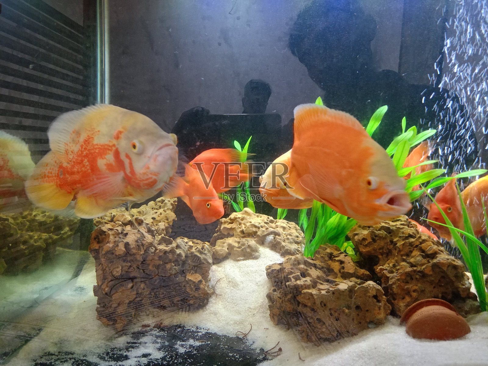 红鱼照片摄影图片