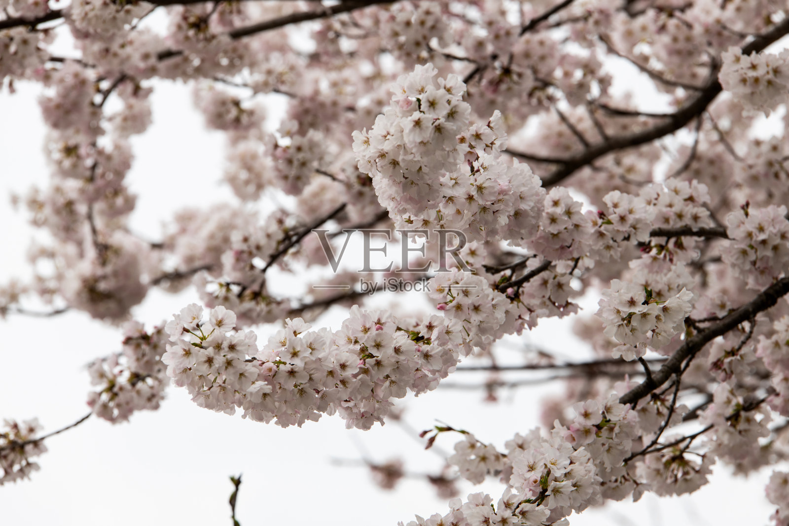 樱花照片摄影图片
