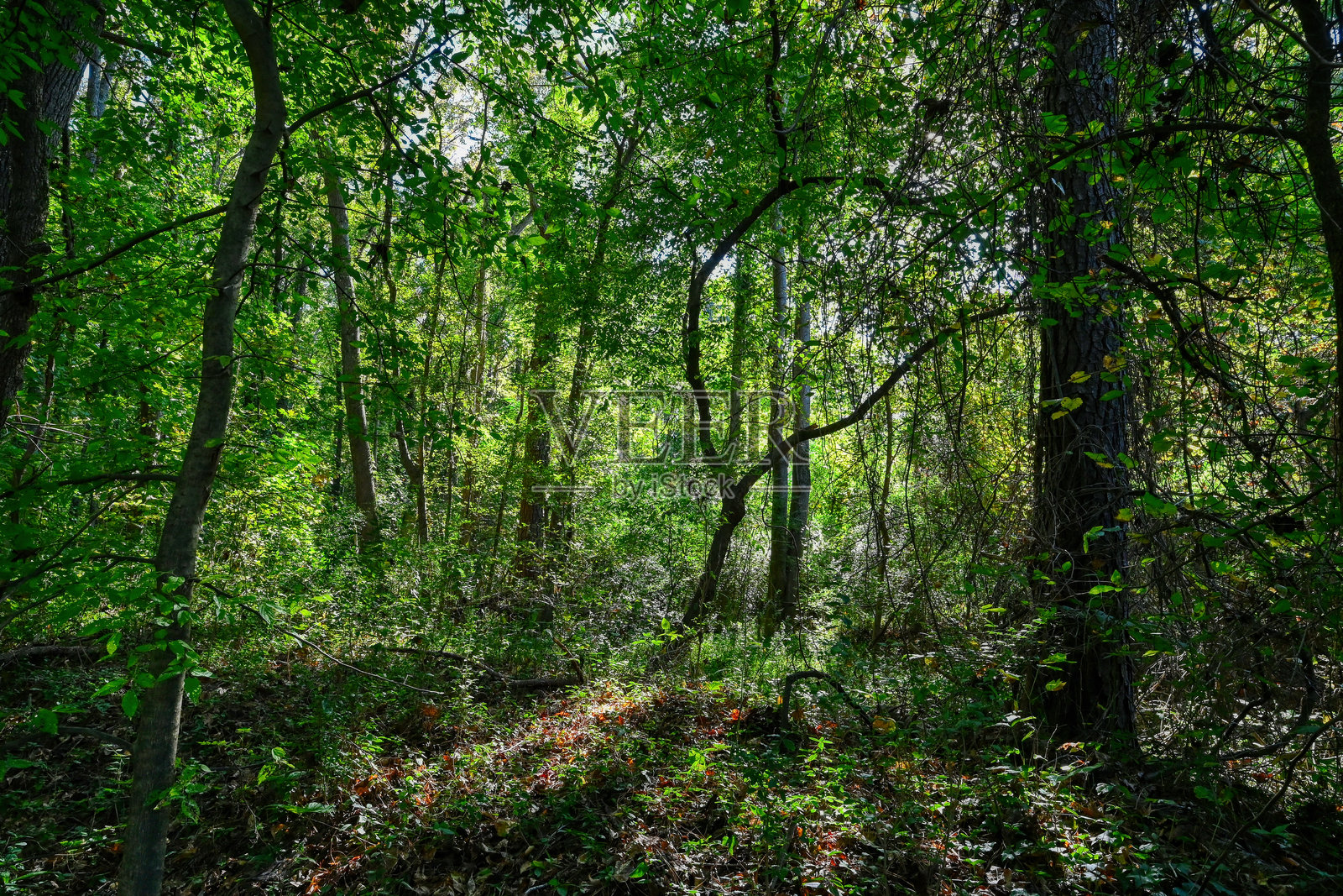森林中的Y形树照片摄影图片