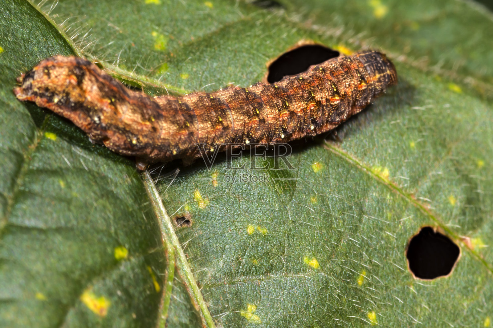 玉米螟照片摄影图片