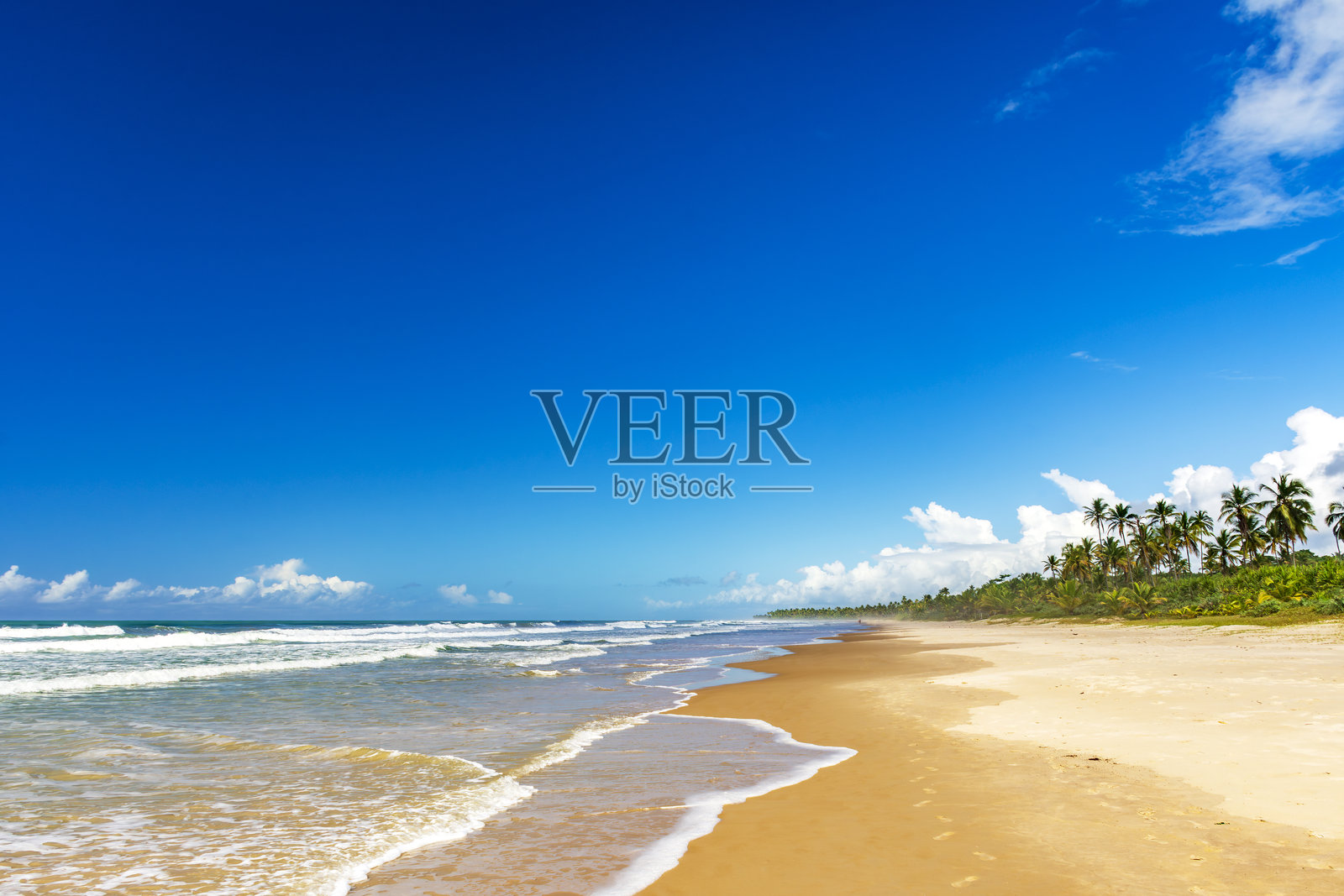 被椰子树环绕的荒凉海滩照片摄影图片