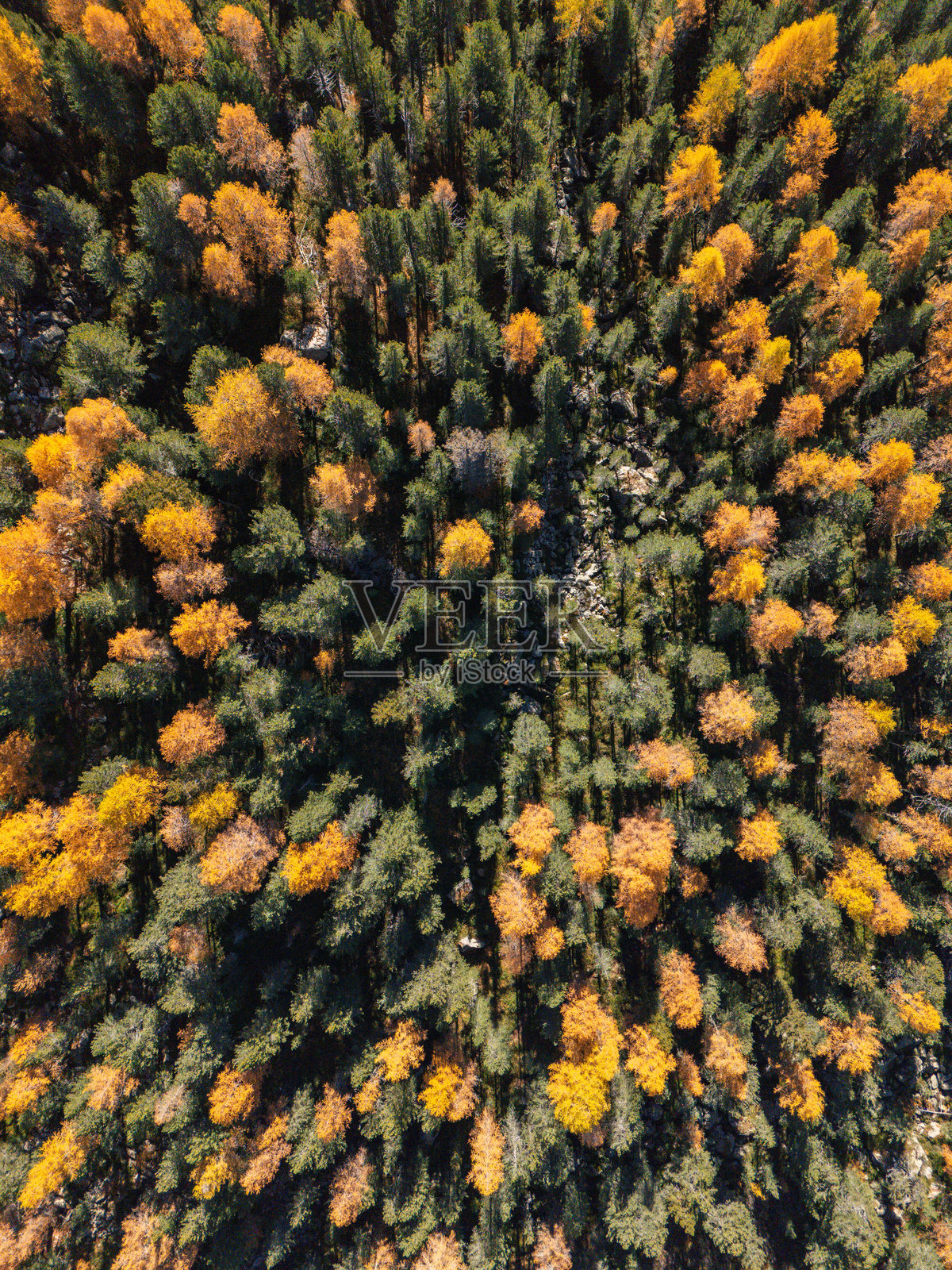 密集秋季森林树冠的鸟瞰图照片摄影图片