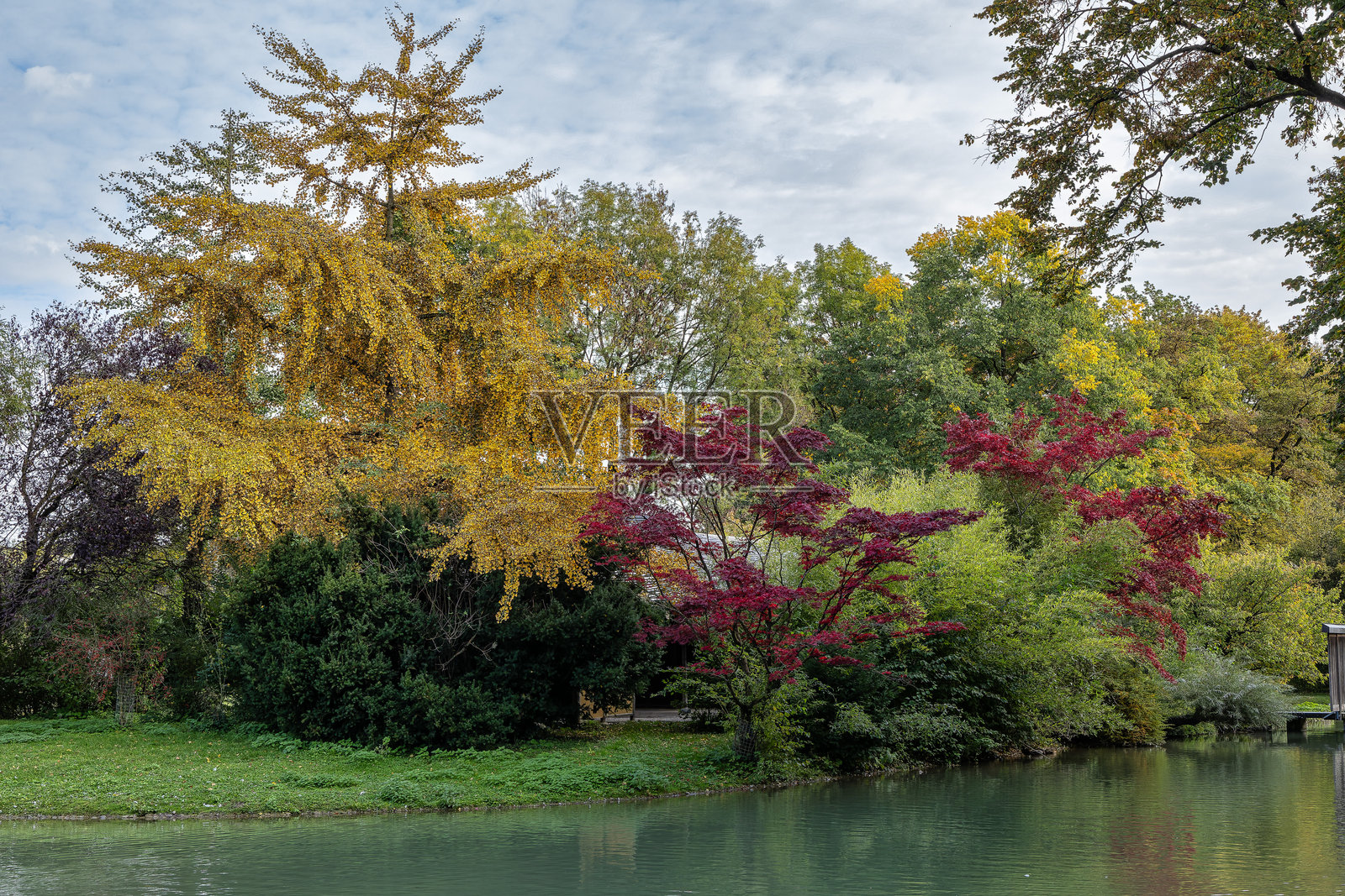 慕尼黑著名的放松场所——英国花园中的金色秋景。德国巴伐利亚州慕尼黑。照片摄影图片
