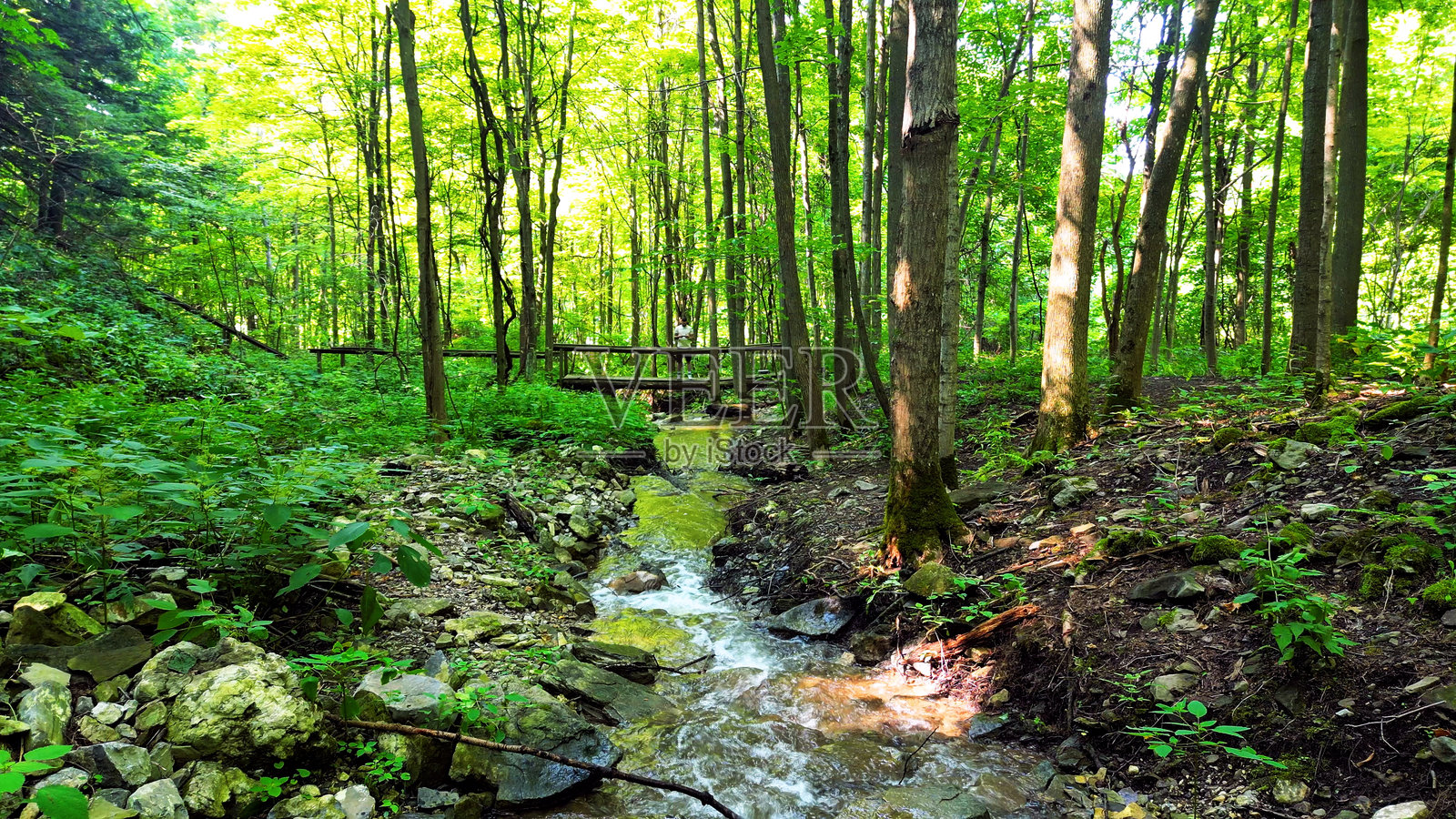 自然、森林与溪流照片摄影图片
