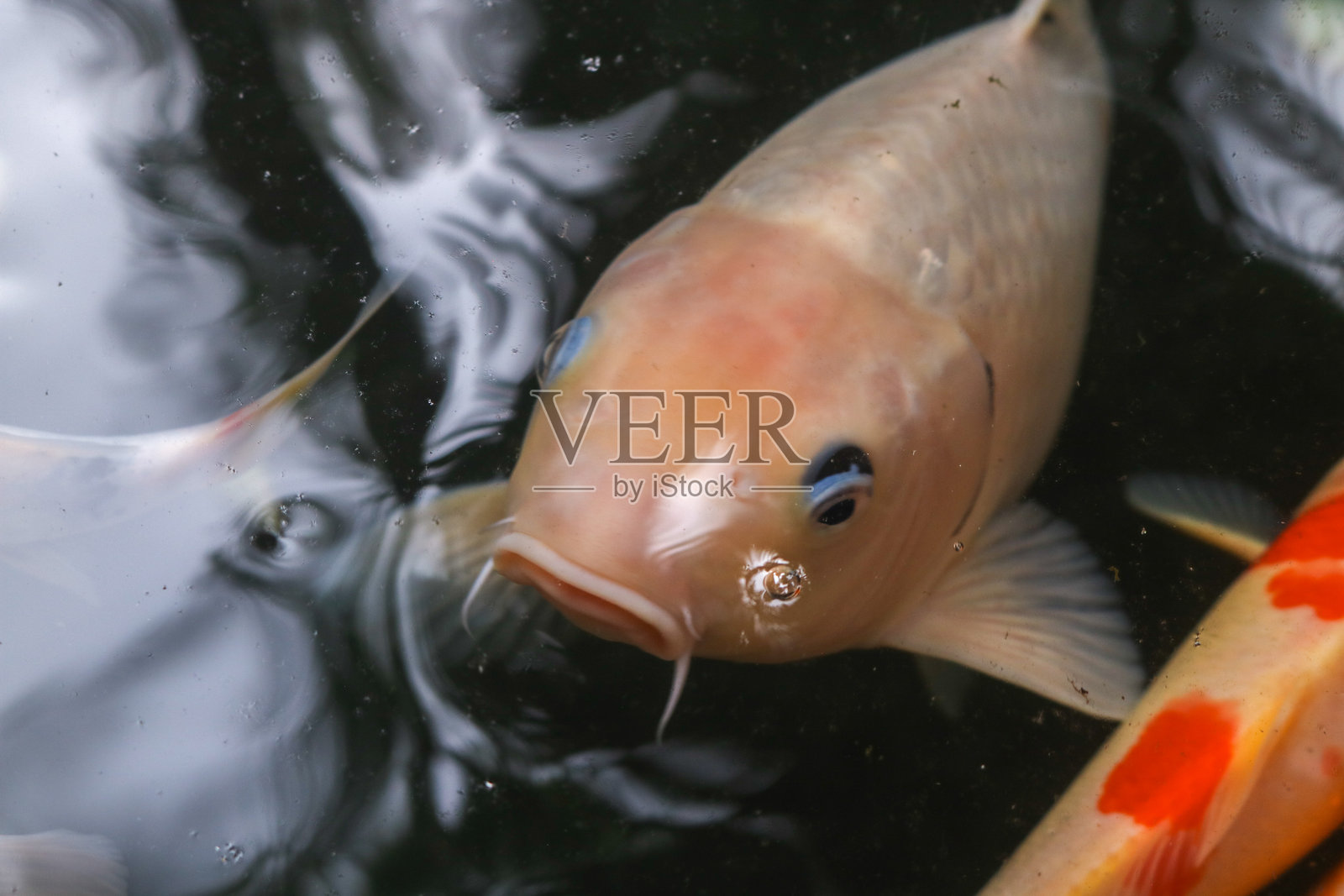 一条锦鲤的嘴巴张开，等待食物的特写。色彩斑斓的锦鲤在池塘边。照片摄影图片