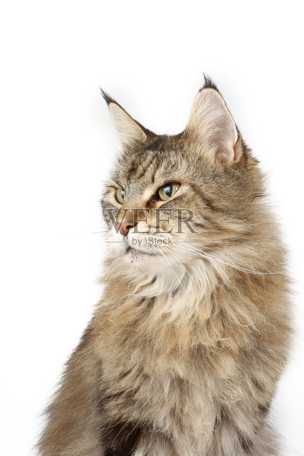 缅因猫照片摄影图片