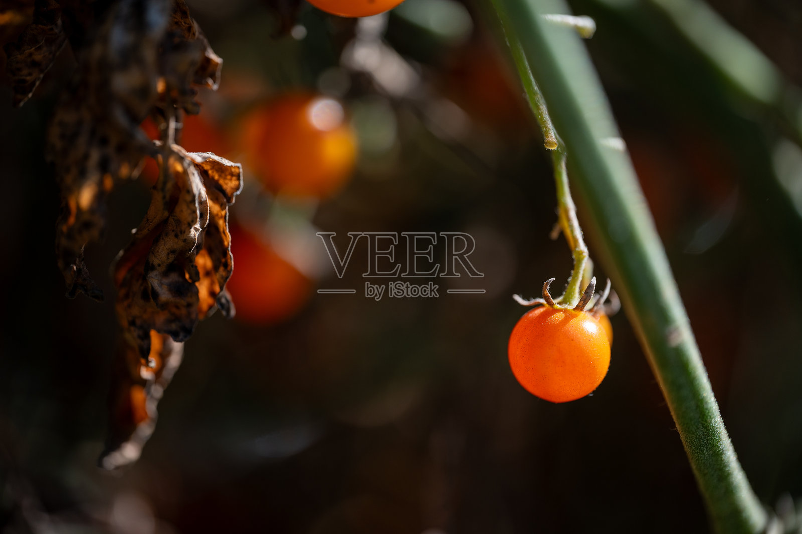 南瓜田照片摄影图片