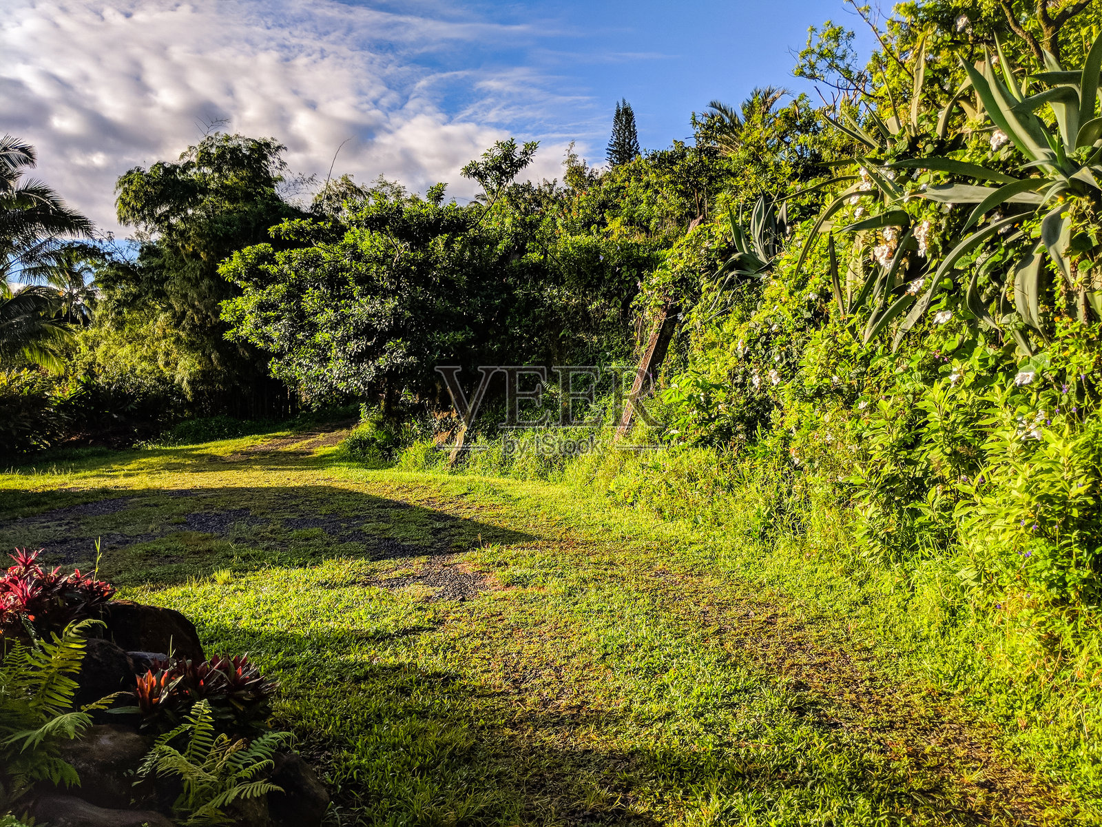 毛伊岛的理想夏威夷度假村照片摄影图片