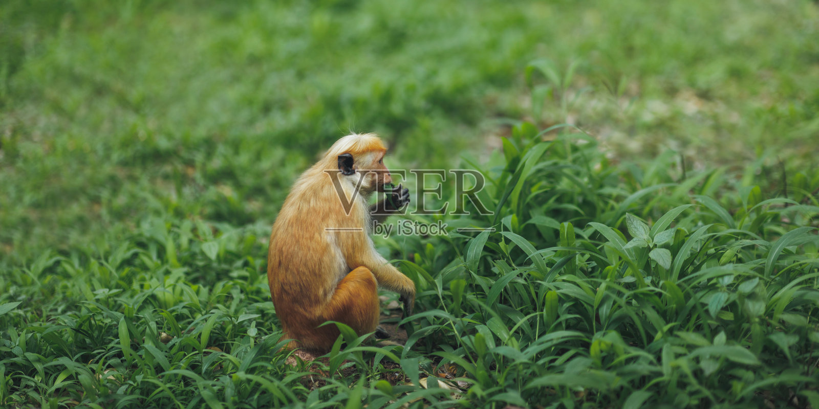 斯里兰卡皇家植物园中休息的野生托克猕猴照片摄影图片