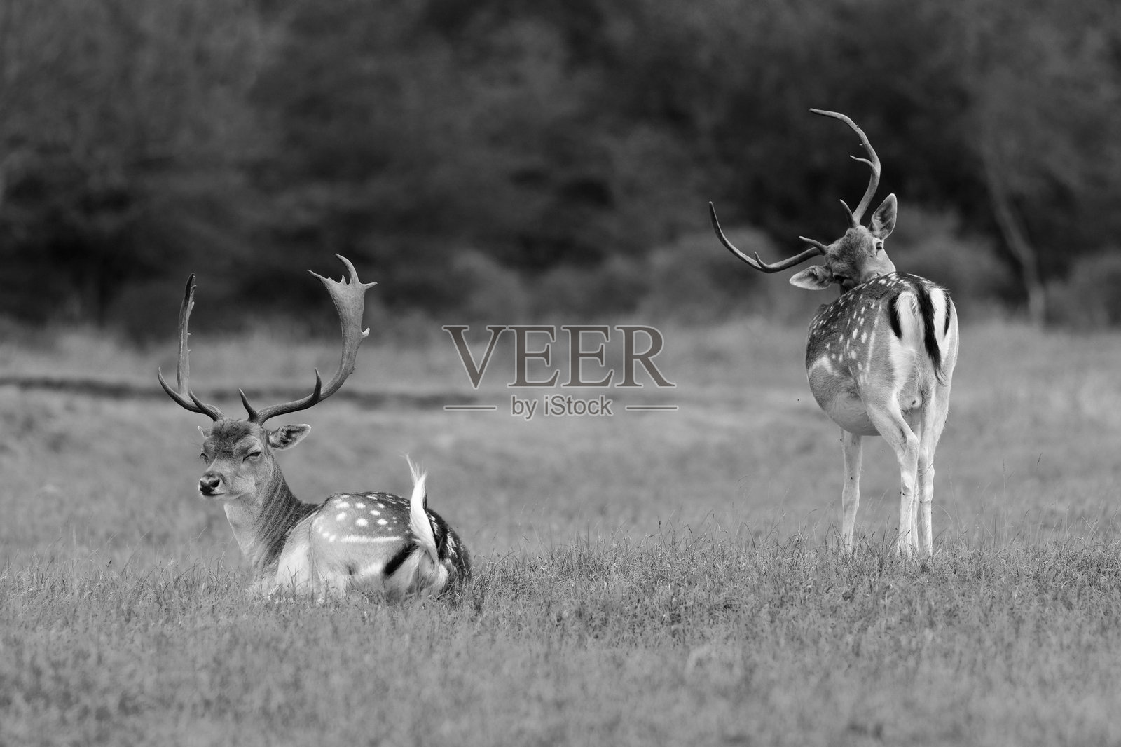 田野上的鹿与树木相映成趣照片摄影图片