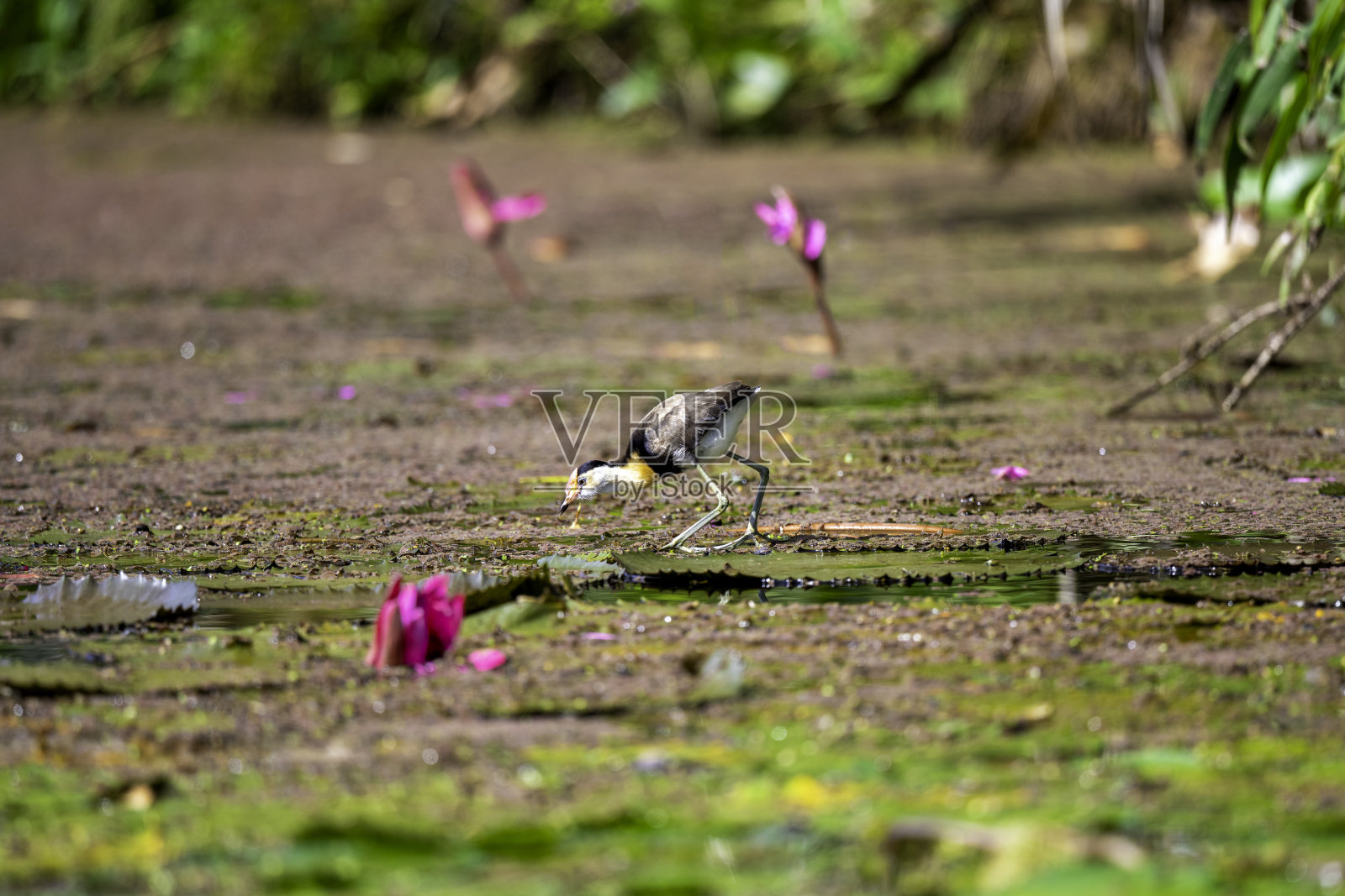 雅卡那鸟。红脚鹤。照片摄影图片