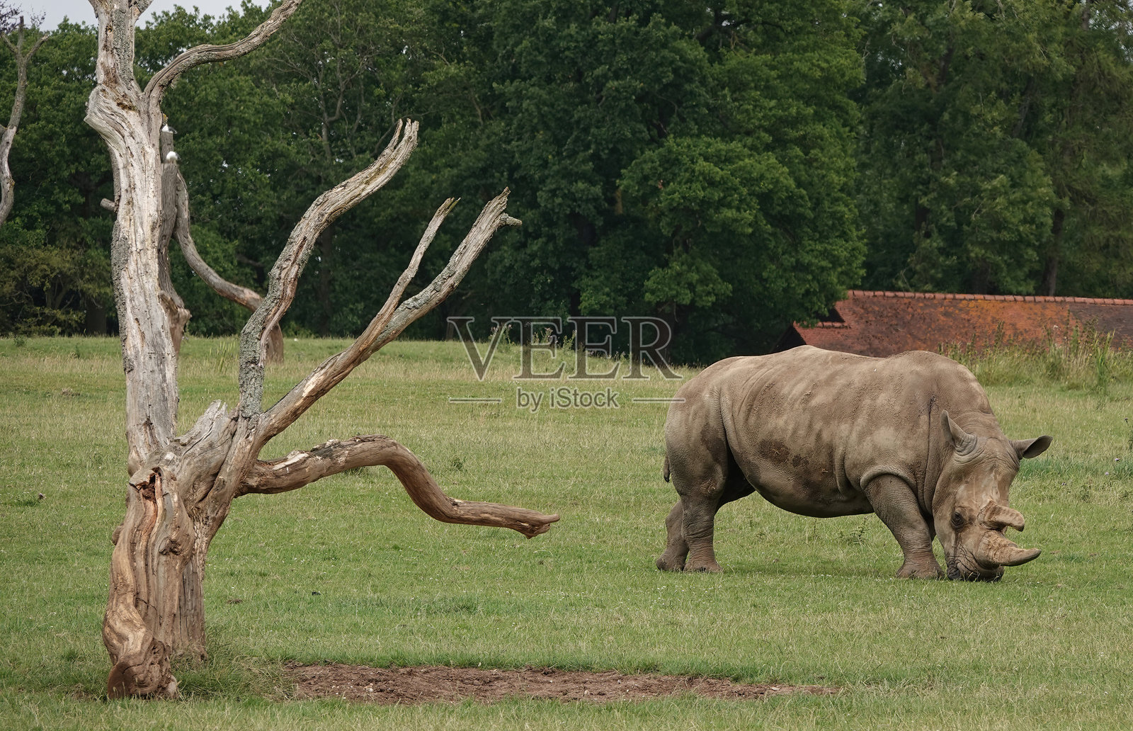 北方白犀牛照片摄影图片