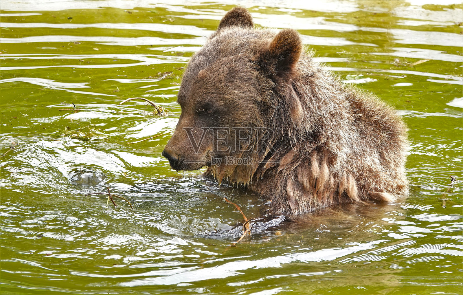 棕熊照片摄影图片