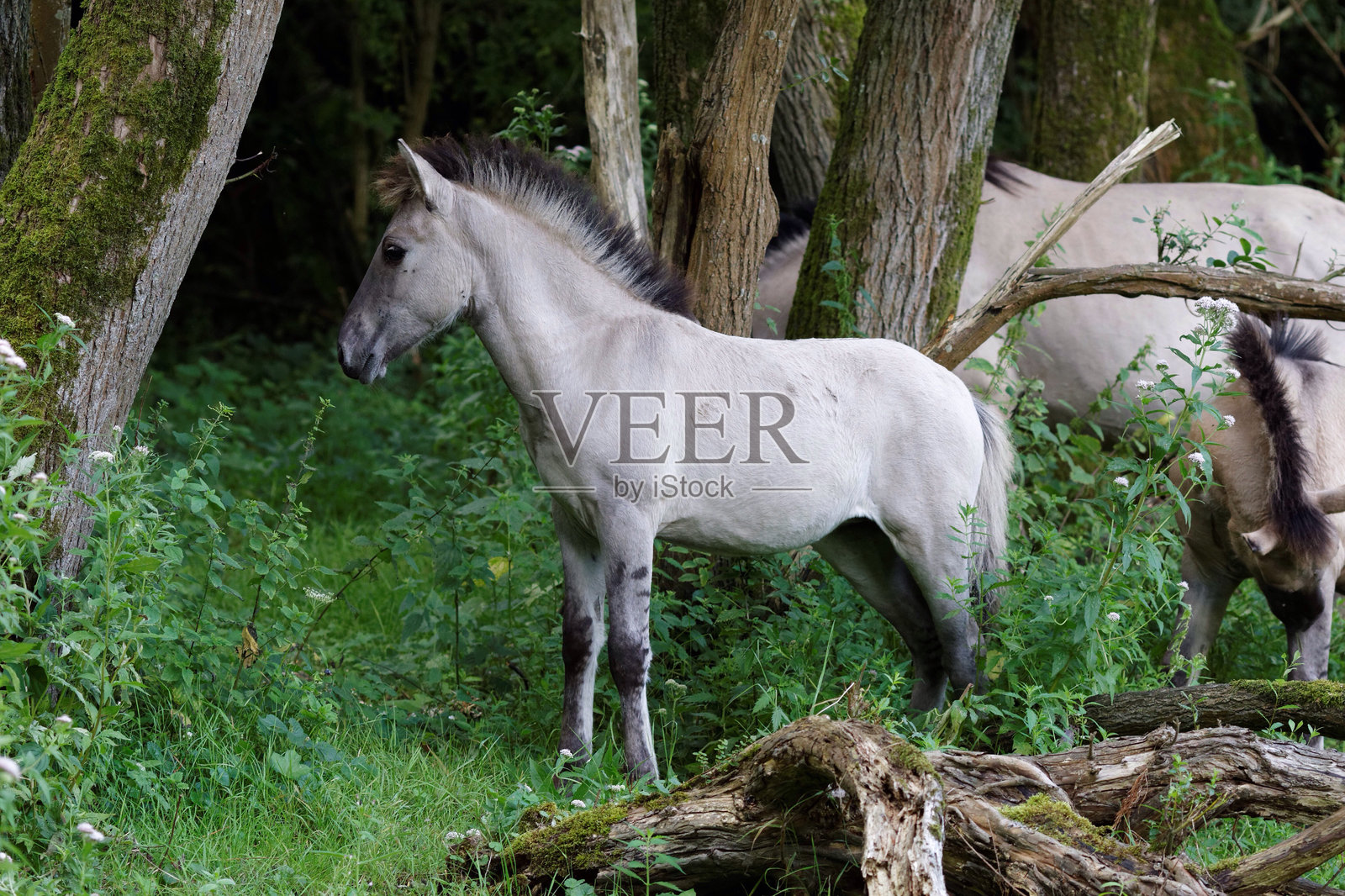 森林中树旁的科尼克马与马照片摄影图片