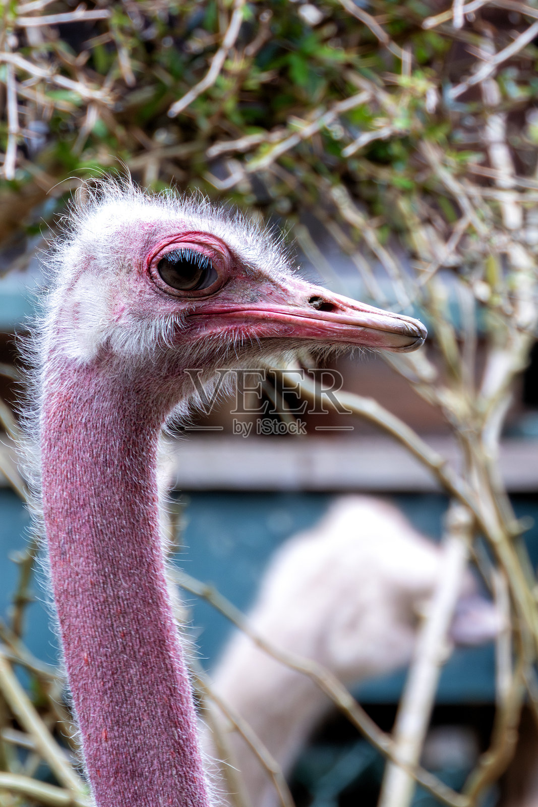 鸵鸟（Struthio camelus）- 原产于非洲的草原和开阔的草地照片摄影图片
