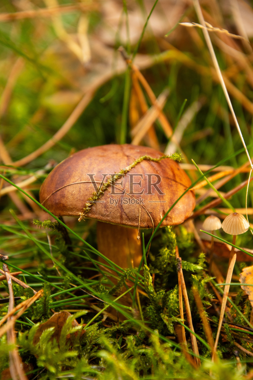 波莱特蘑菇照片摄影图片