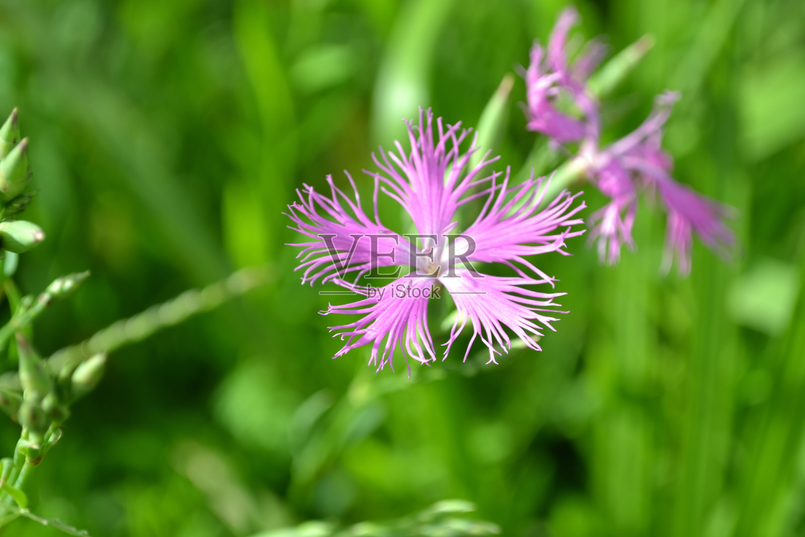 大花石竹照片摄影图片