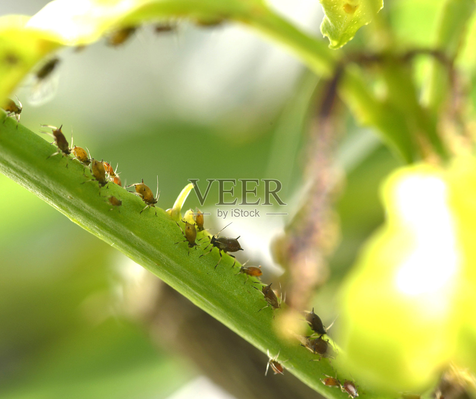 蚂蚁与蚜虫照片摄影图片