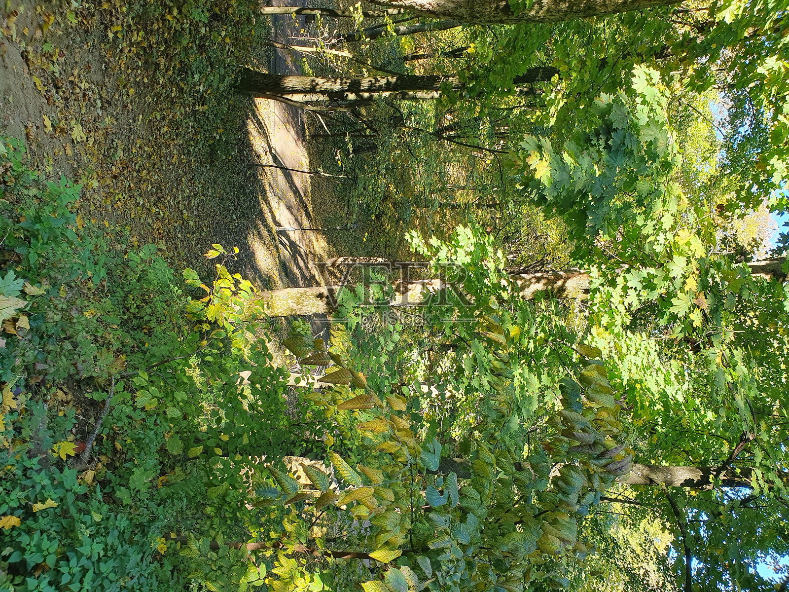 美丽的秋季森林，树上的五彩斑斓的叶子，金色的秋天，大自然照片摄影图片