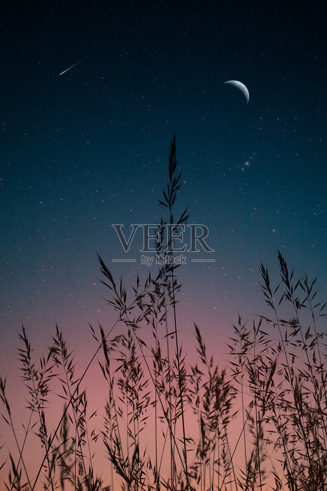 夜空下树木剪影的低角度视图照片摄影图片