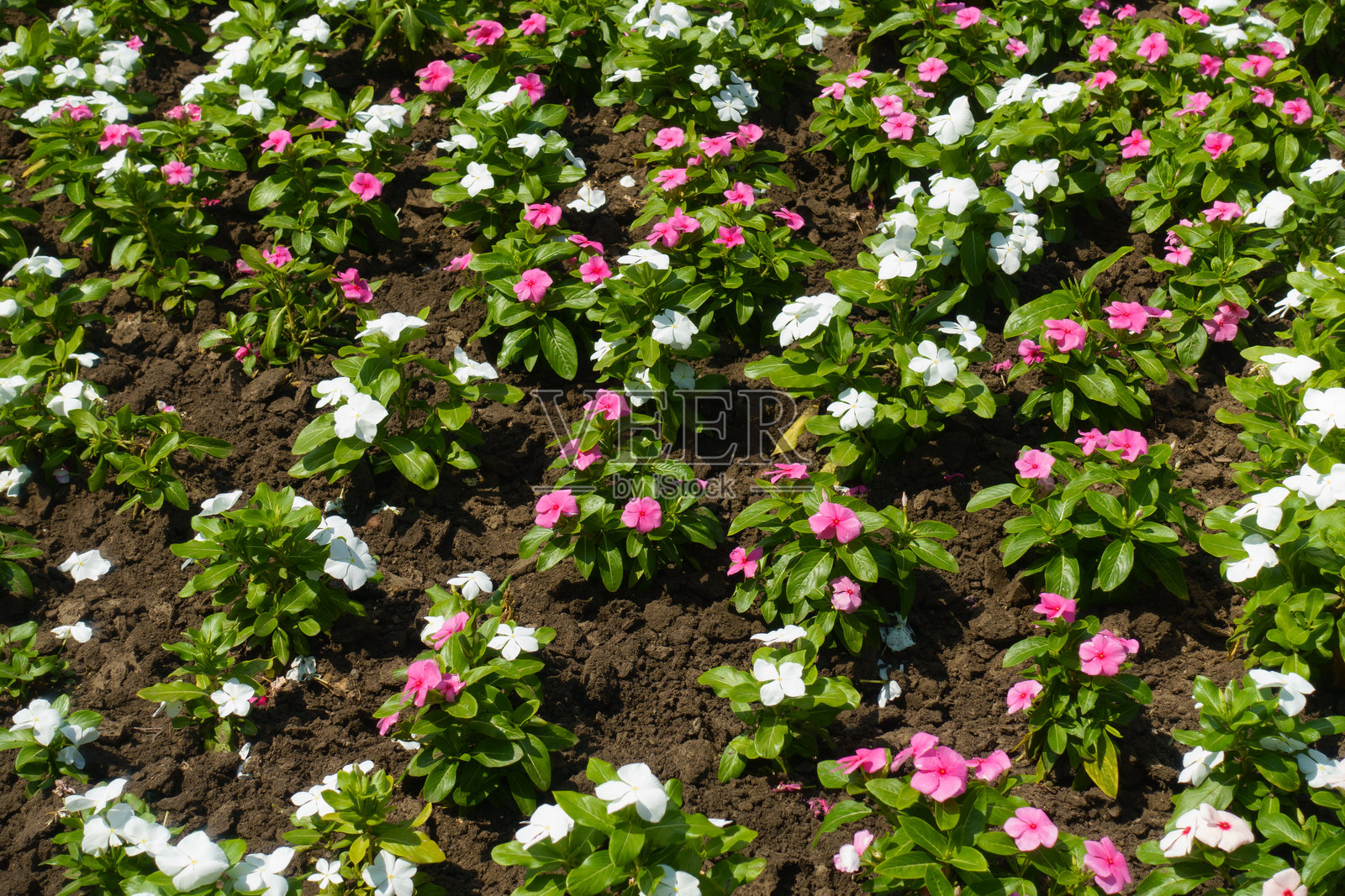 七月中旬，满是粉色和白色的长春花。照片摄影图片