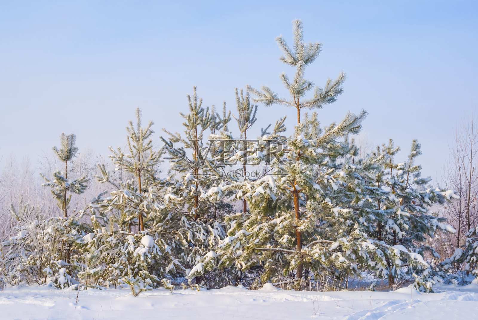 冬季被雪覆盖的冷杉树森林在明亮的日子里，季节性的户外风景照片摄影图片