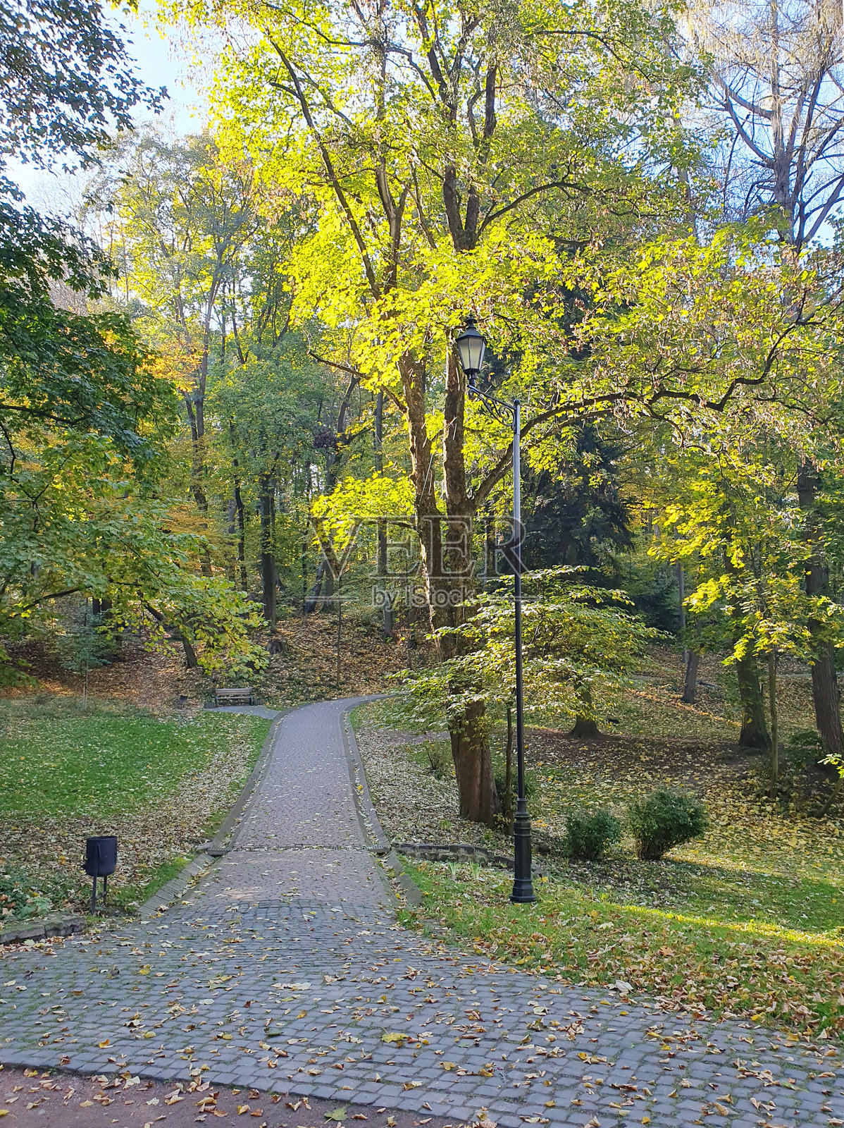 秋天公园的小径，秋季风景，黄色树木，落叶，秋天照片摄影图片