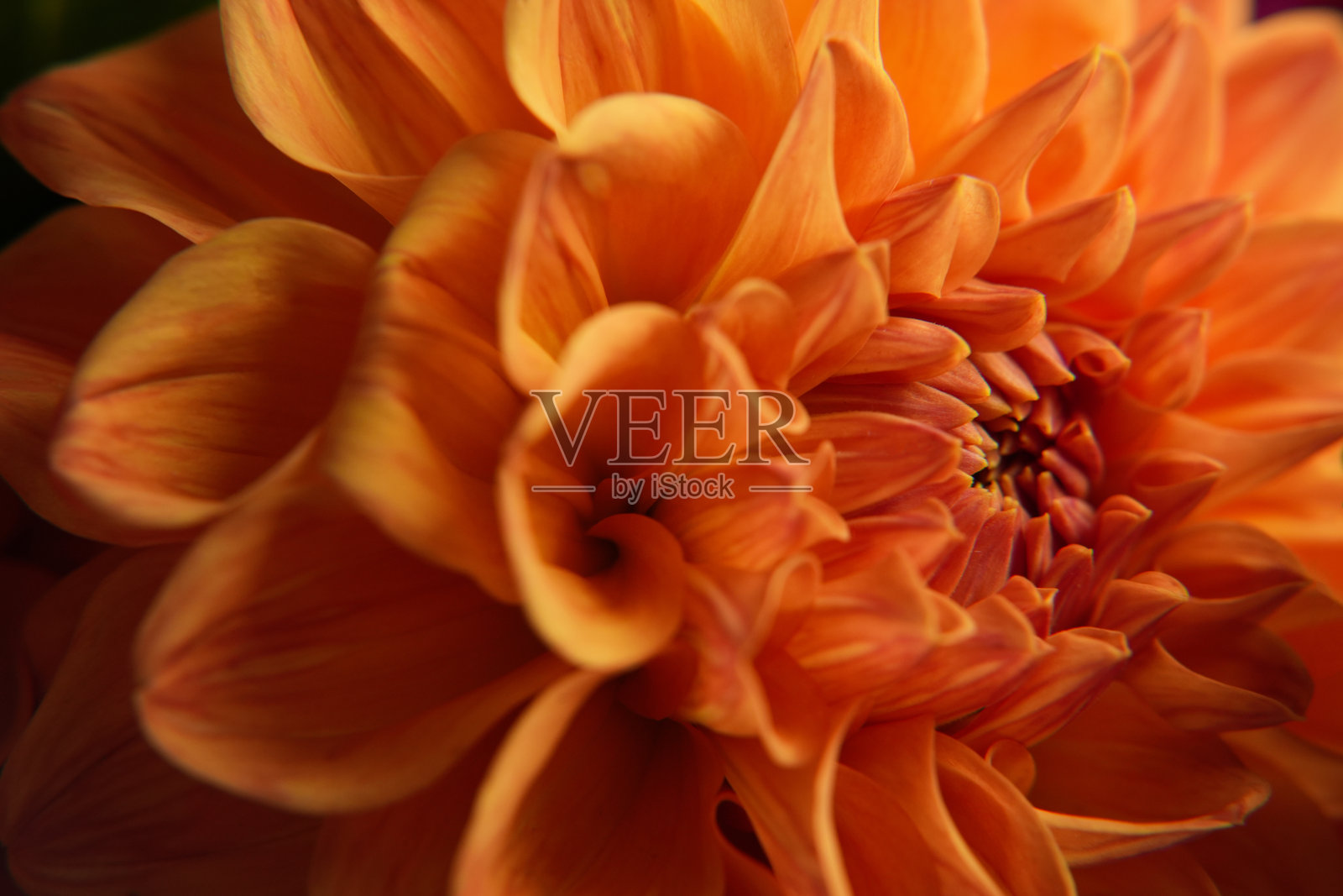 大丽花在自然中绽放的多彩花朵。精致的桃色大丽花特写，微距照片，色彩斑斓的花瓣。照片摄影图片