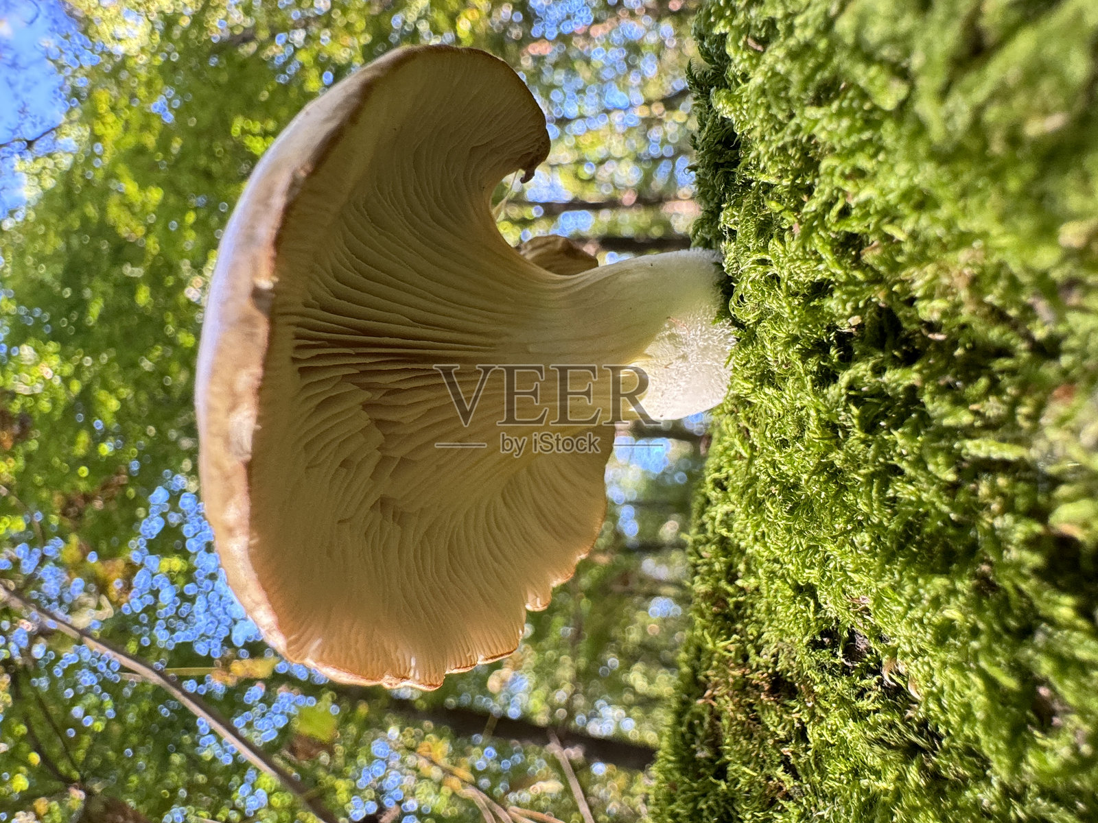 绿色苔藓中的蘑菇照片摄影图片