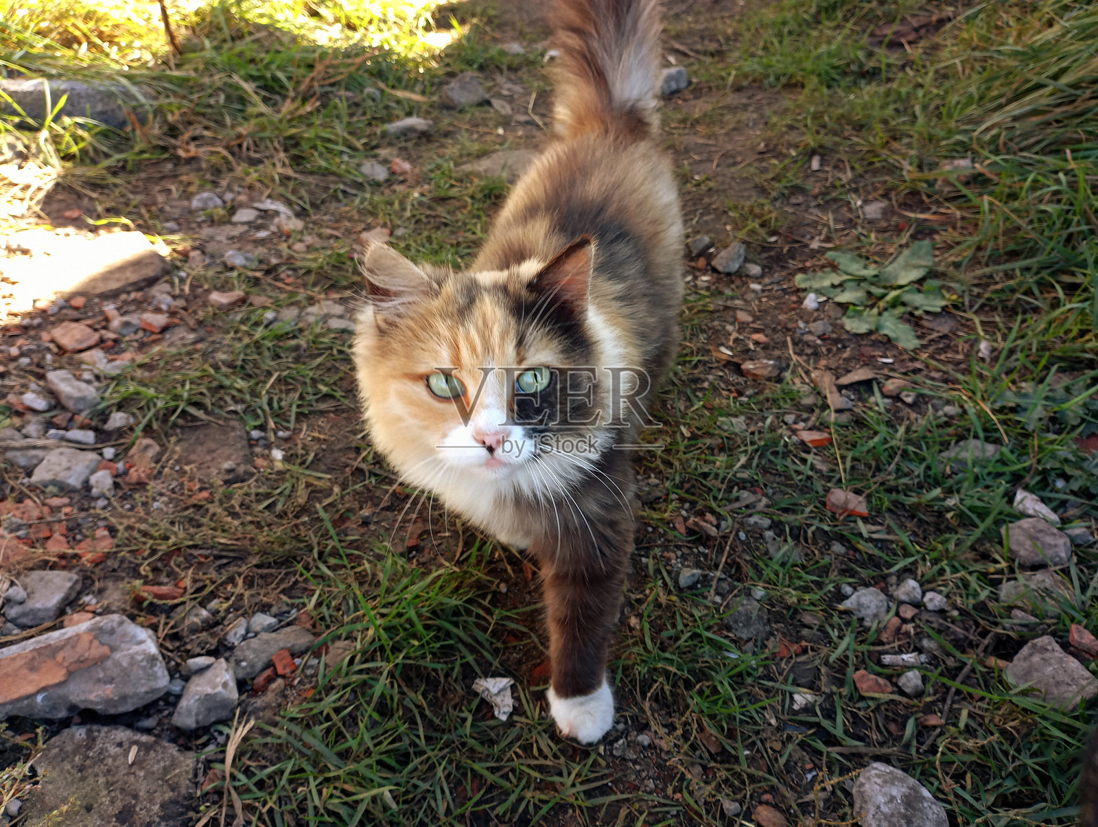 一只美丽的毛茸茸的多色猫在绿草丛中的小路上。家庭可爱动物的主题。照片摄影图片